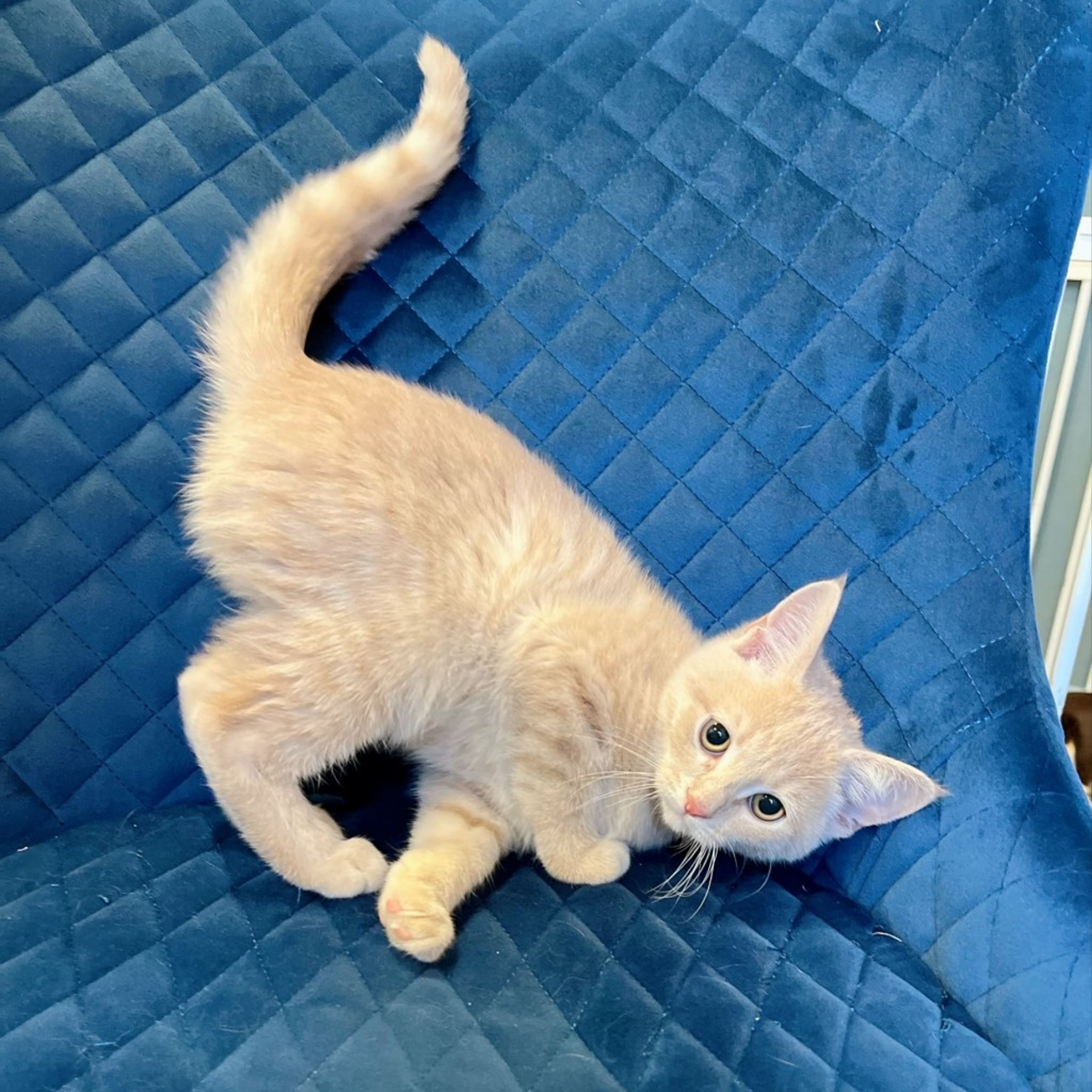 pet-image-7