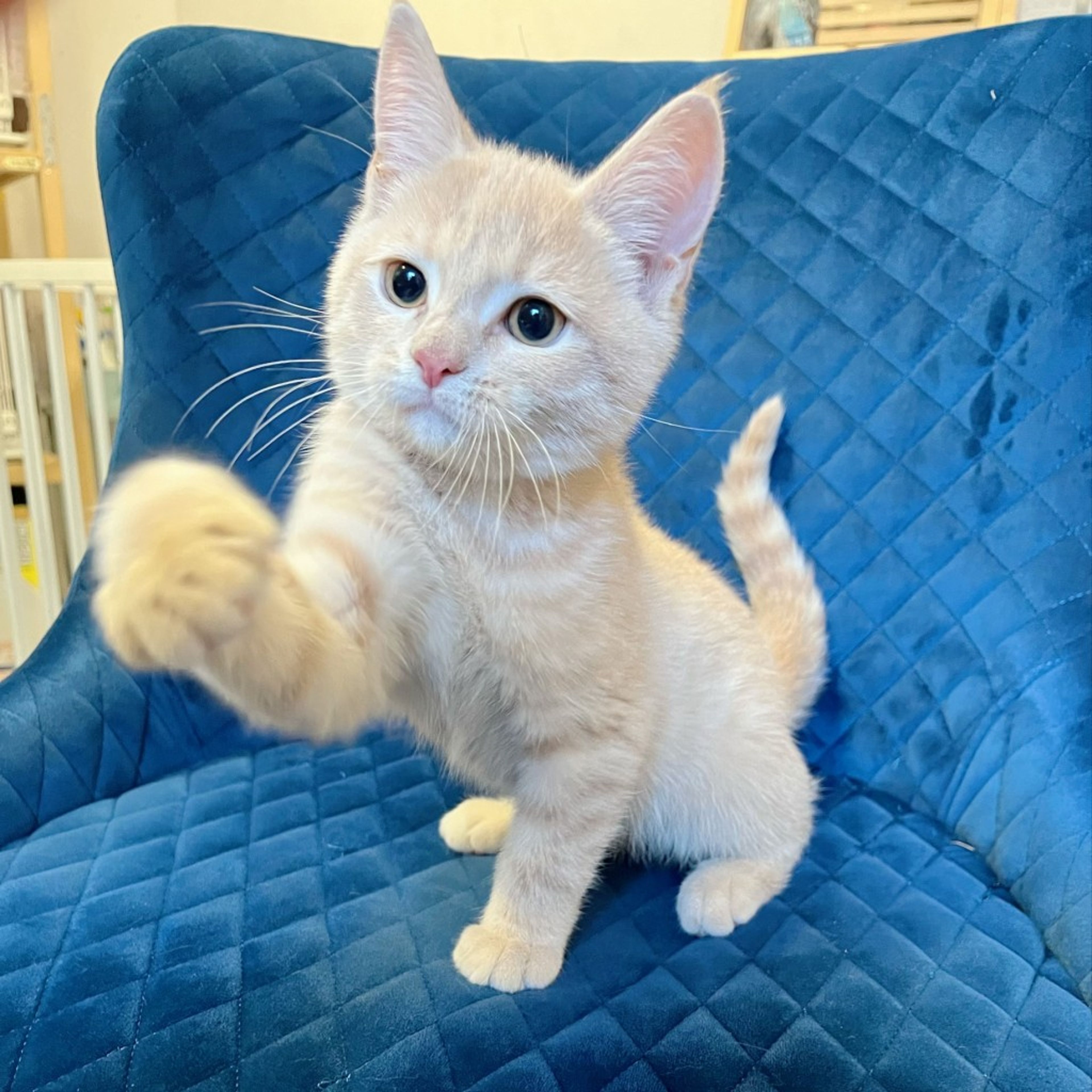 pet-image-2