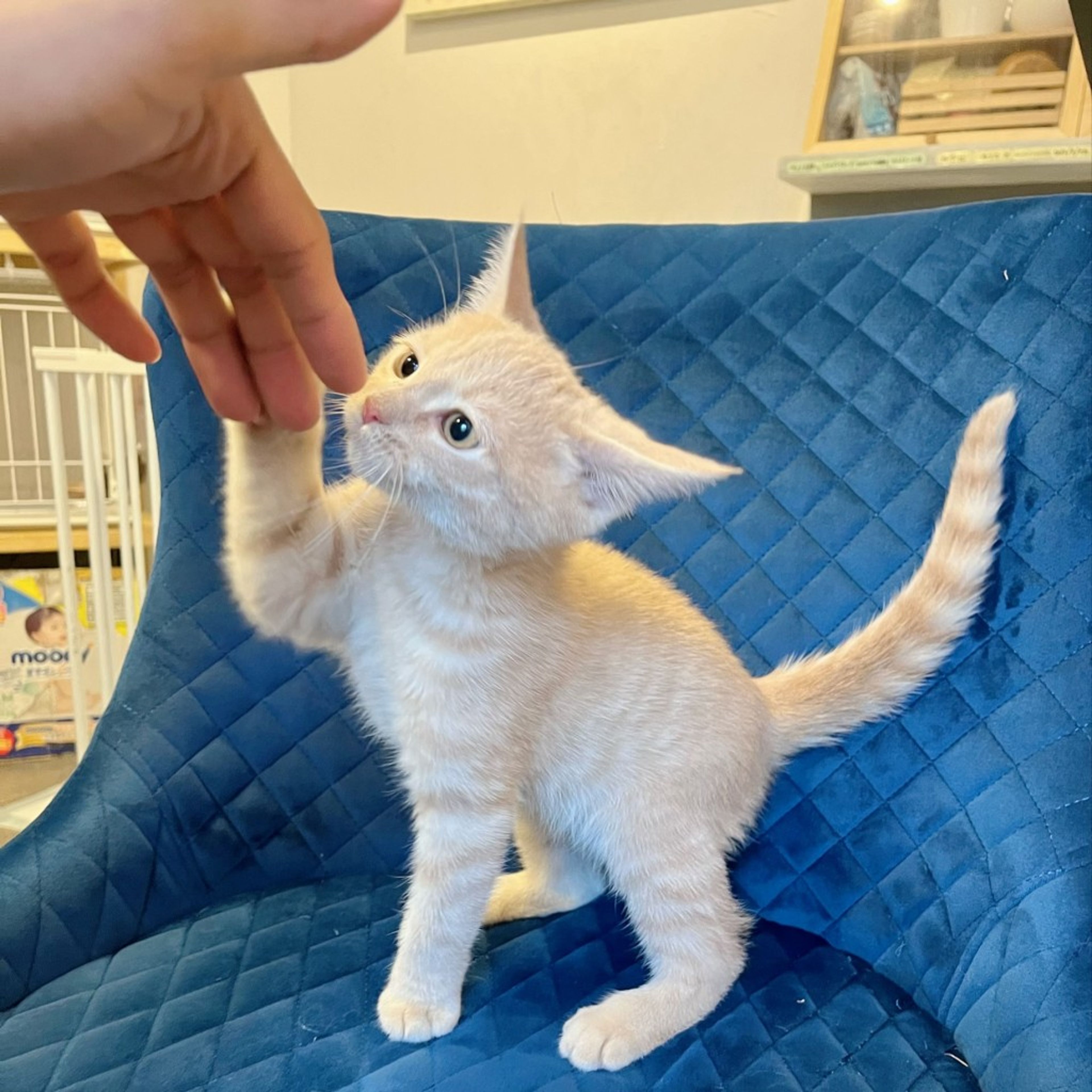pet-image-3