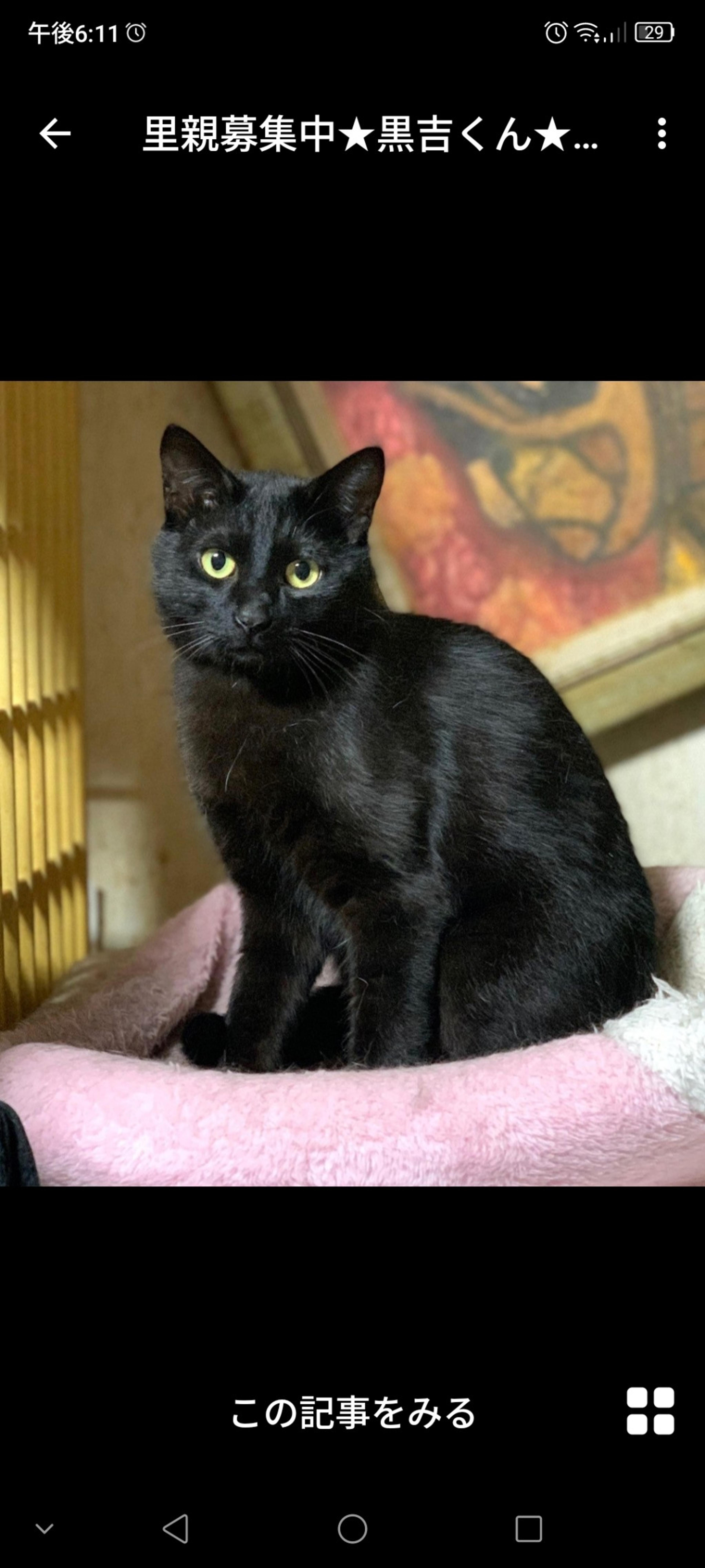 pet-image-3