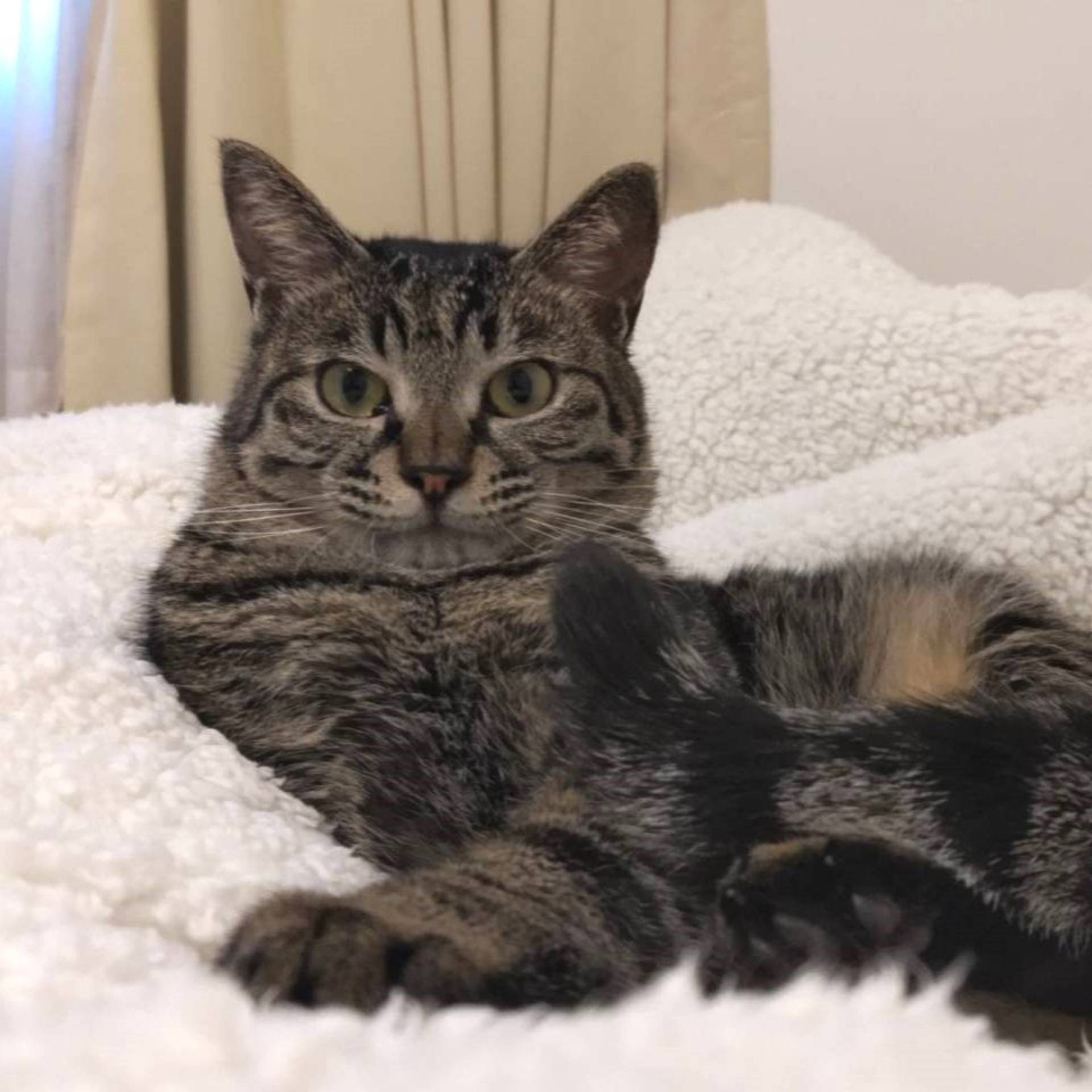 雑種（ミックス猫）・オスの里親募集の写真