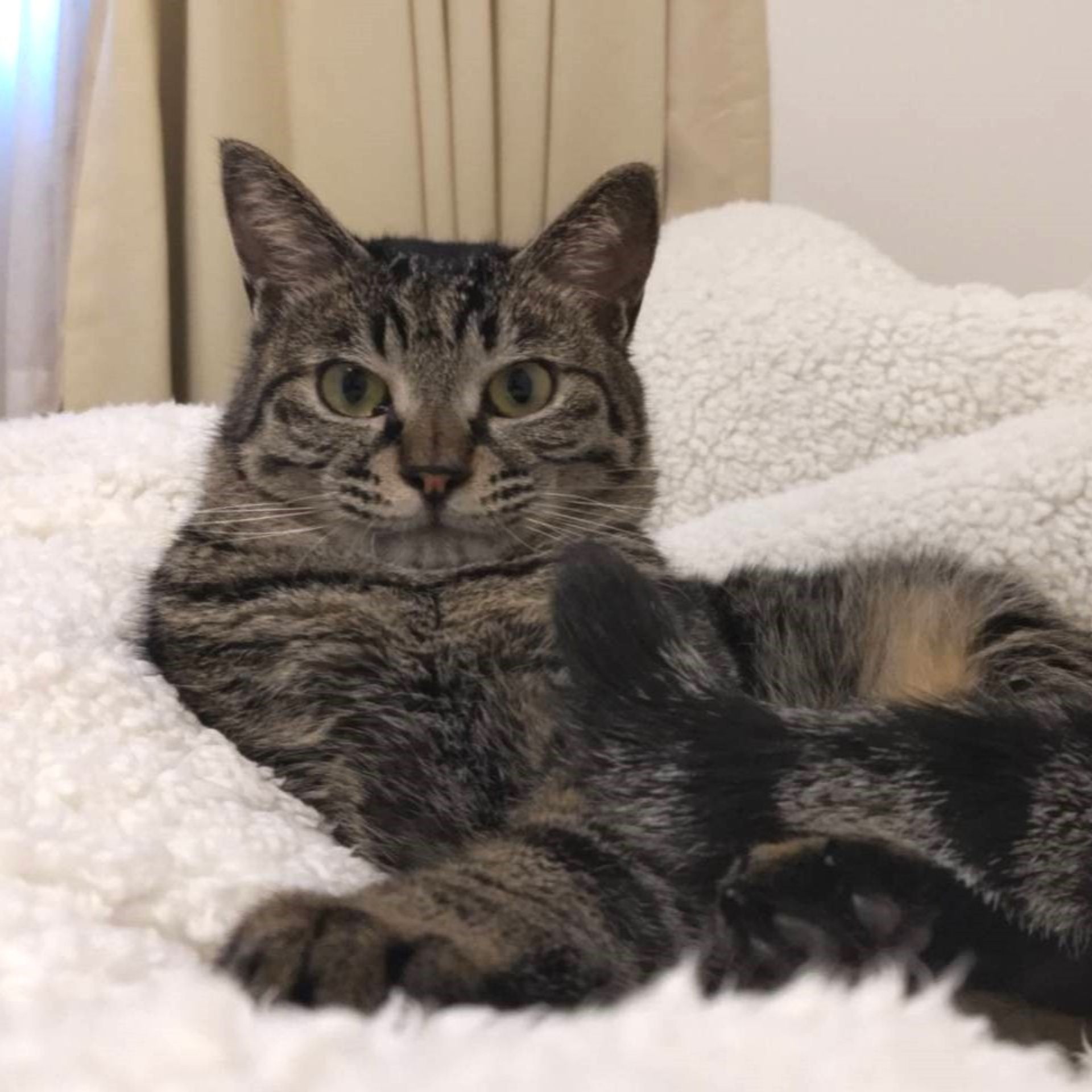 雑種（ミックス猫）・オスの里親募集の写真