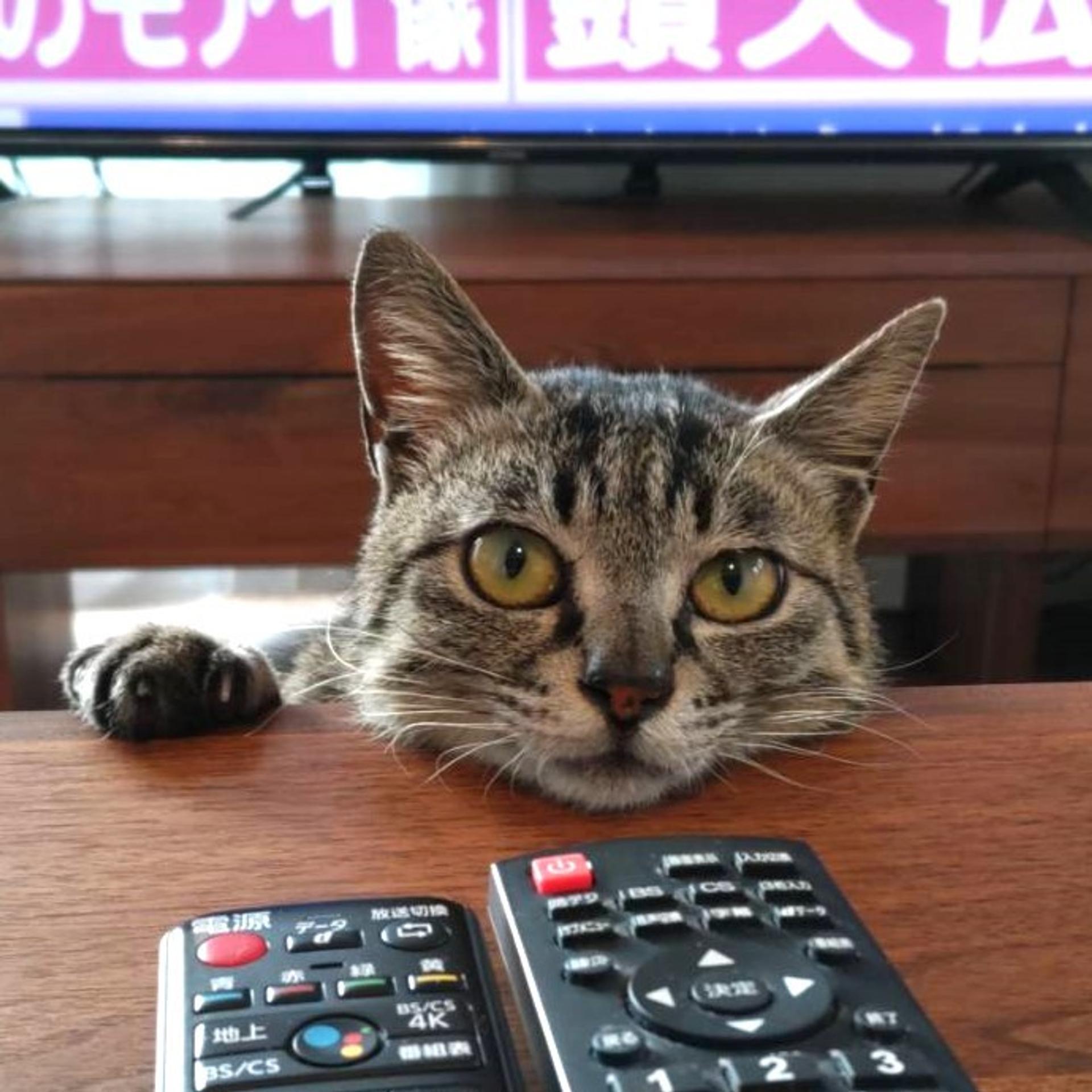 pet-image-2