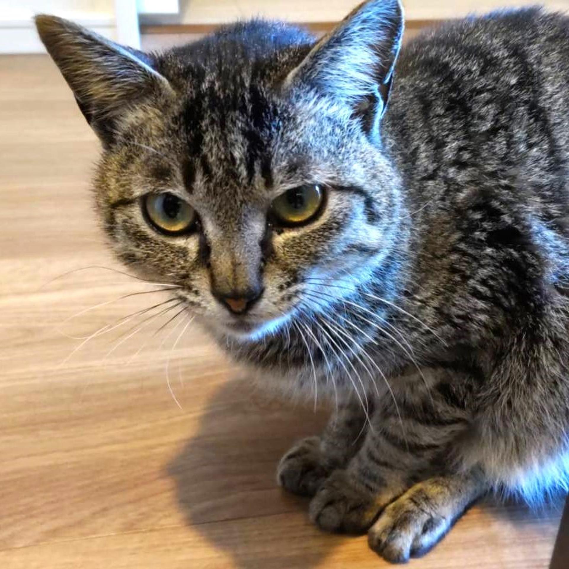 pet-image-3