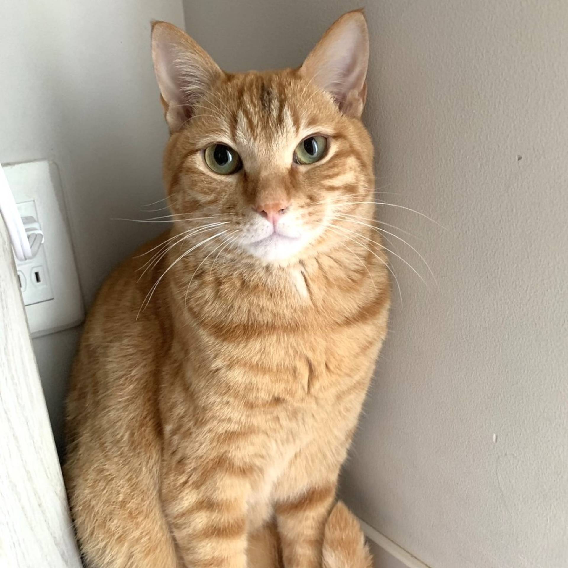 雑種（ミックス猫）・オスの里親募集の写真