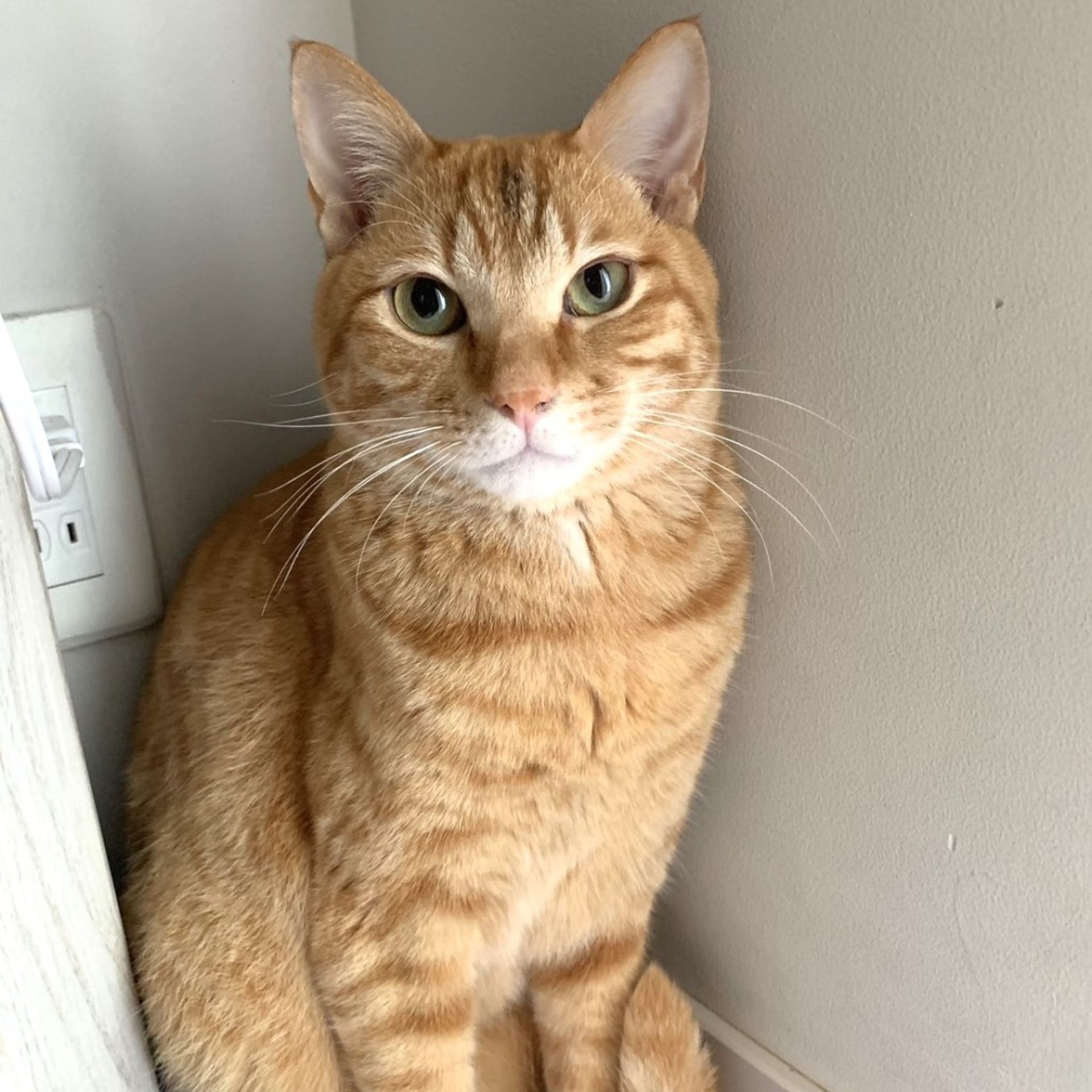 雑種（ミックス猫）・オスの里親募集の写真