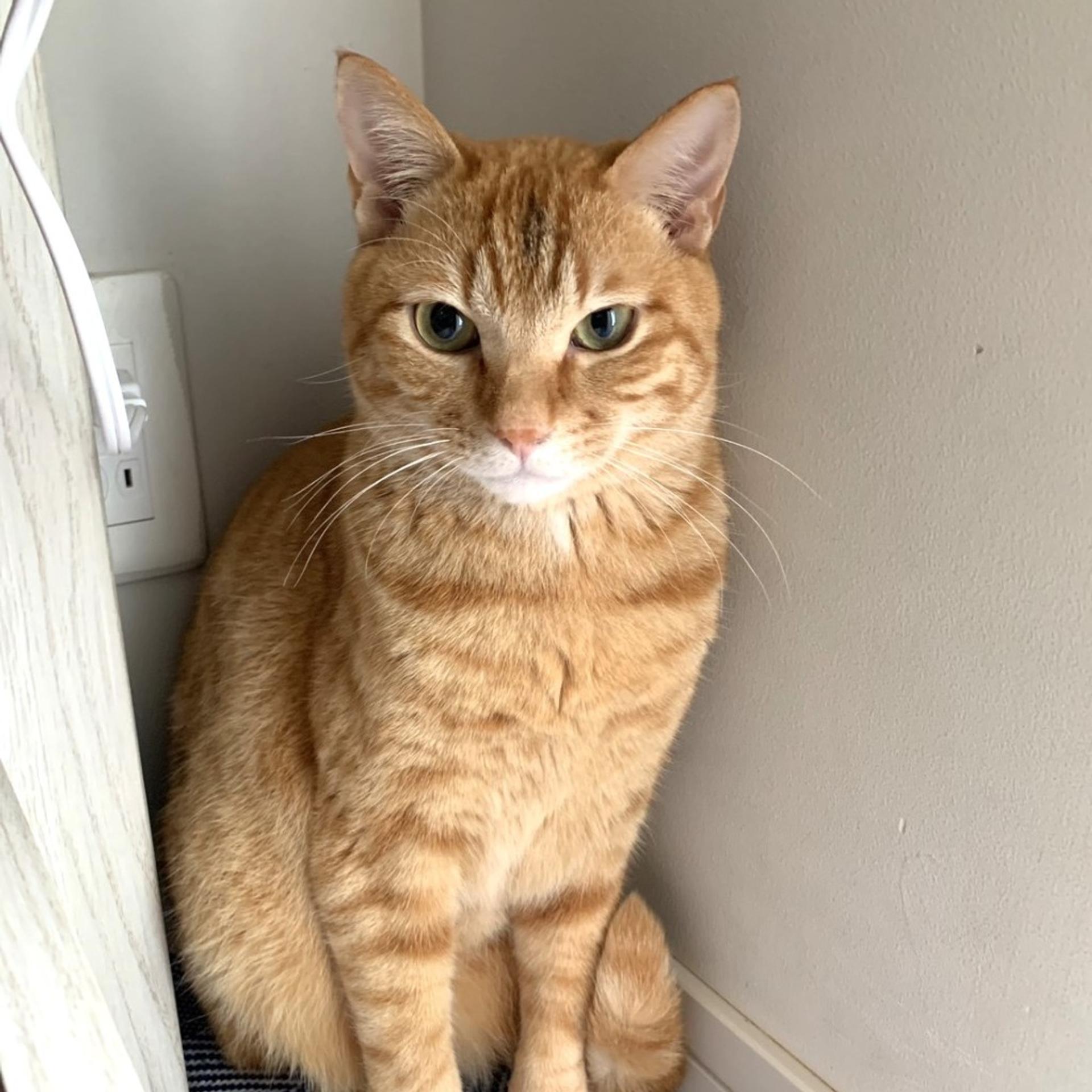 pet-image-2