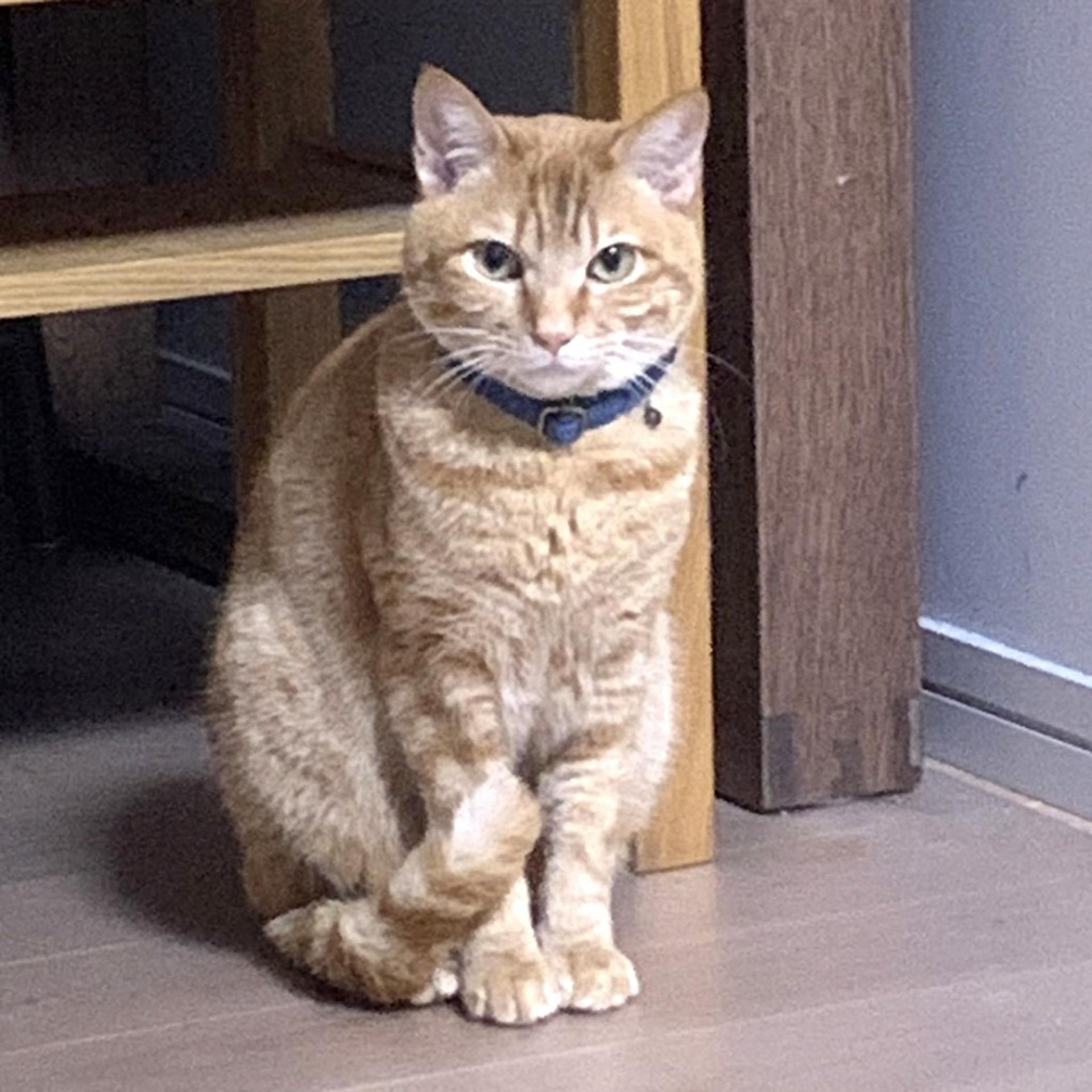 pet-image-3