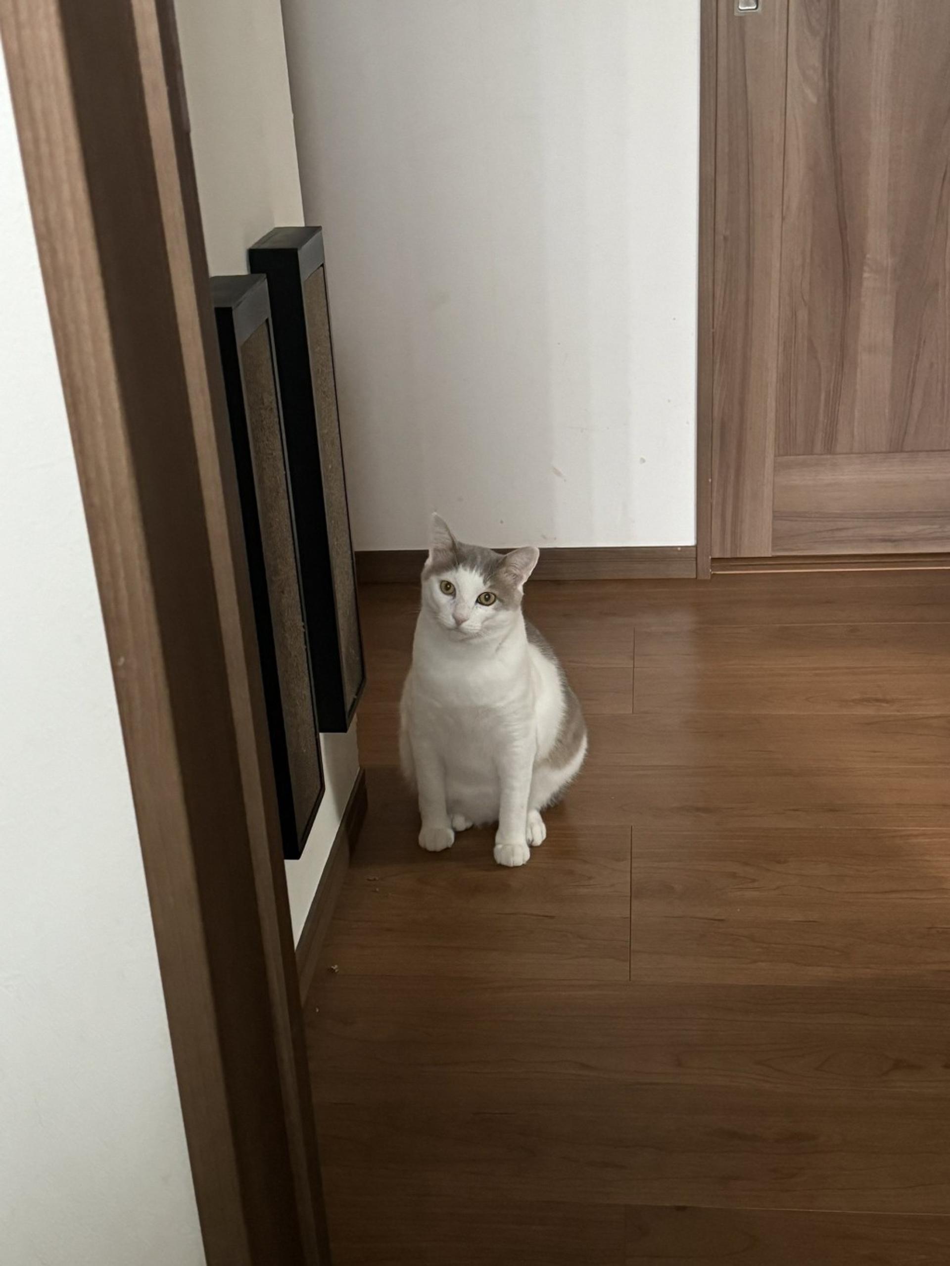 pet-image-6