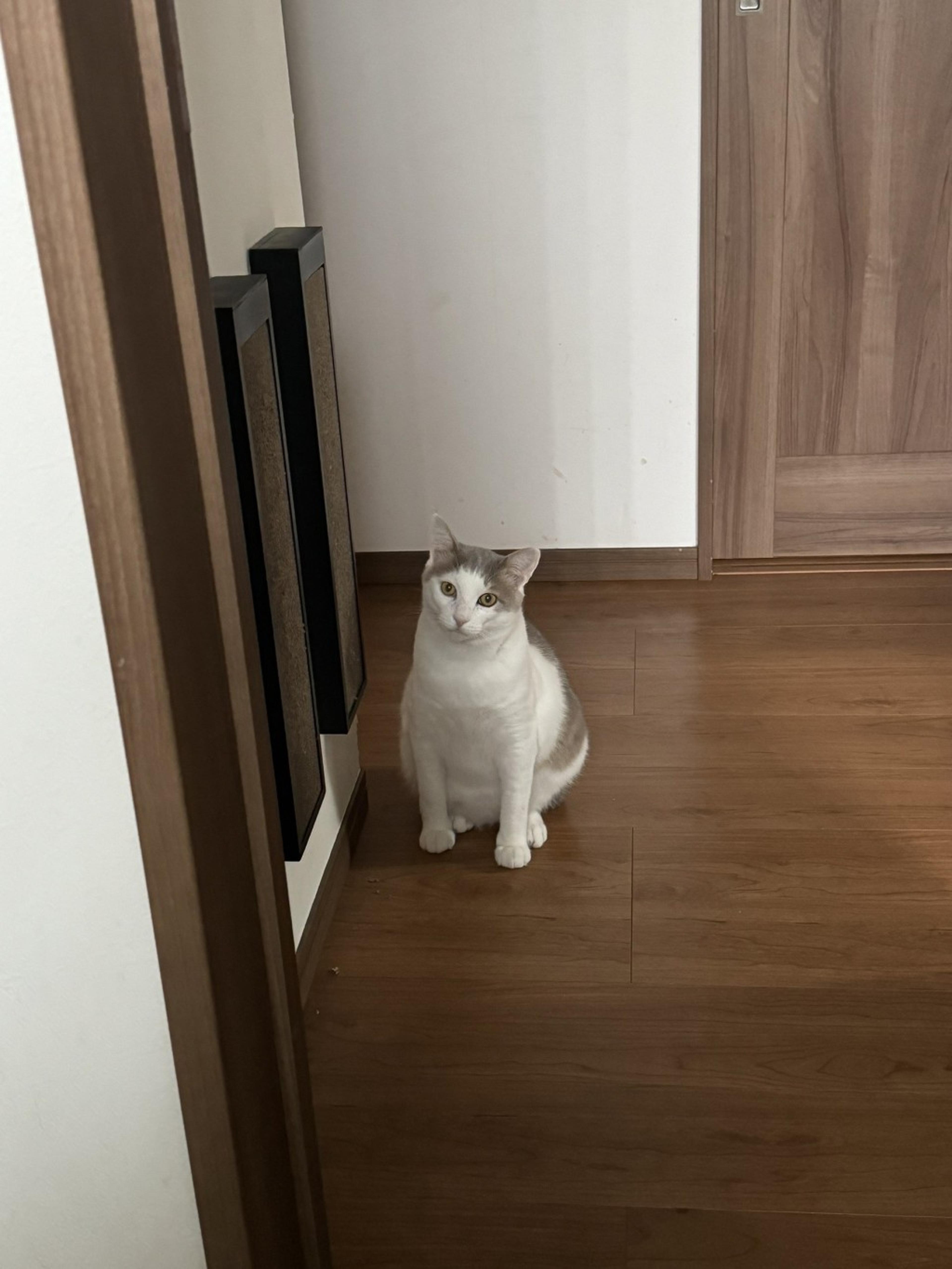 pet-image-6