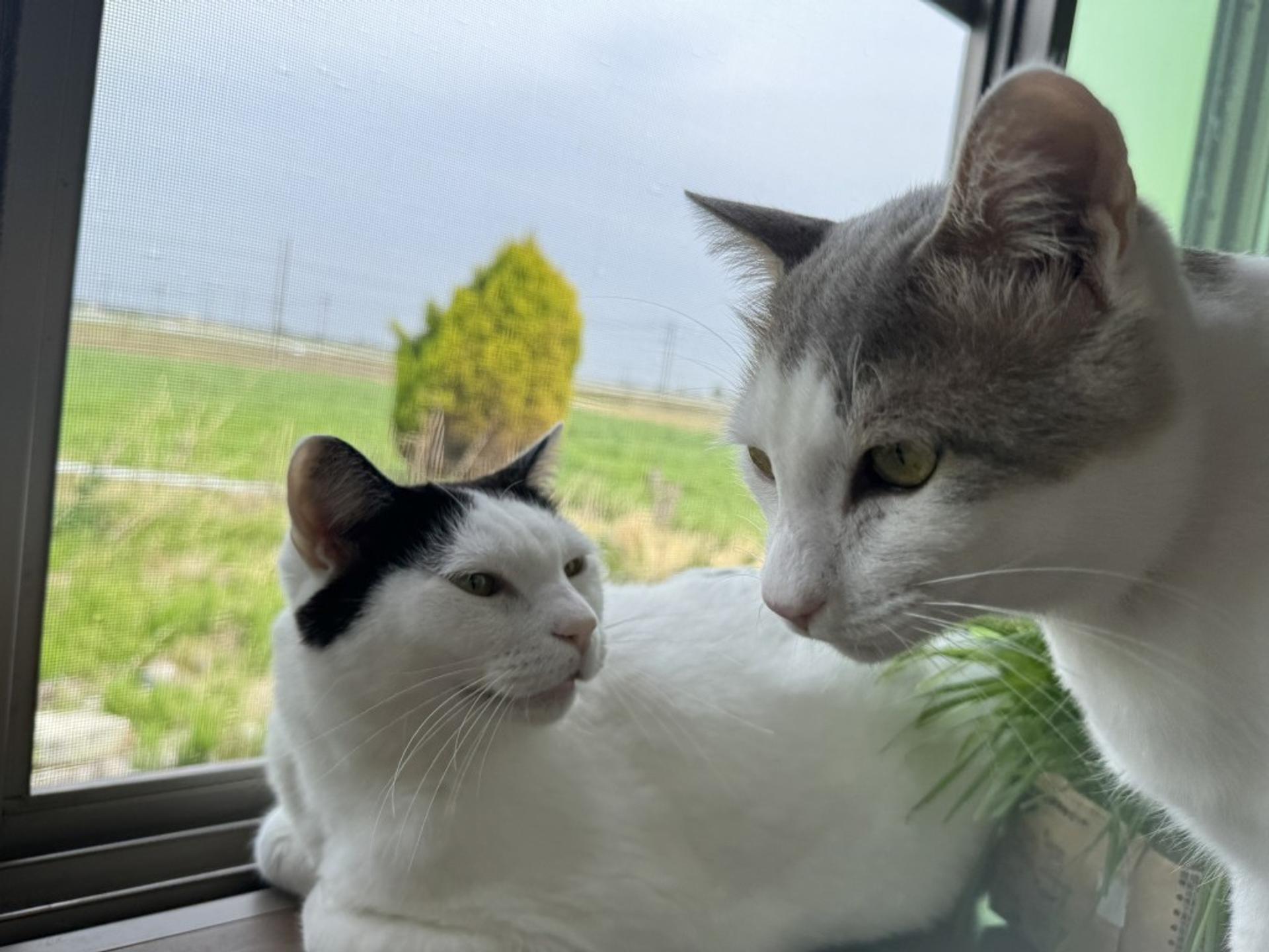 pet-image-7