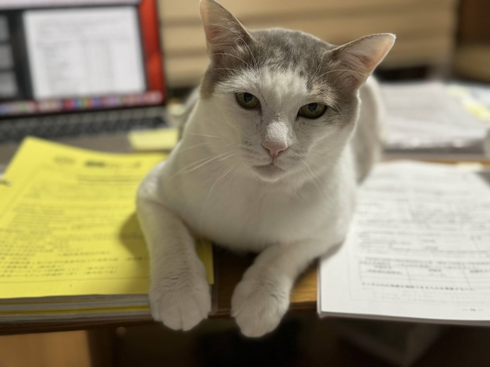 雑種（ミックス猫）・オスの里親募集の写真