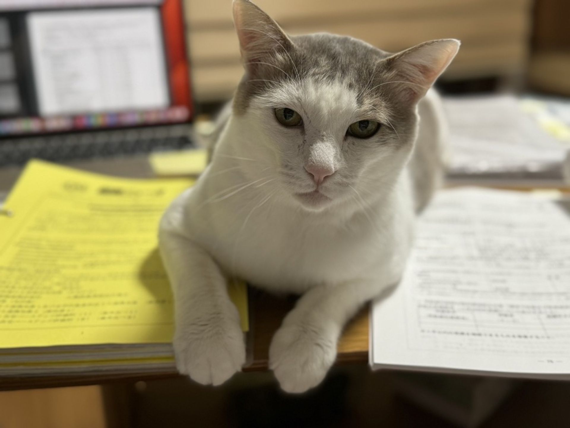 雑種（ミックス猫）・オスの里親募集の写真