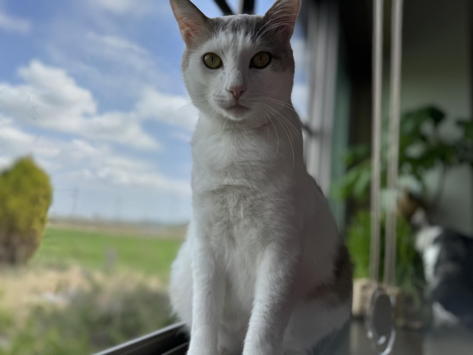 pet-image-5