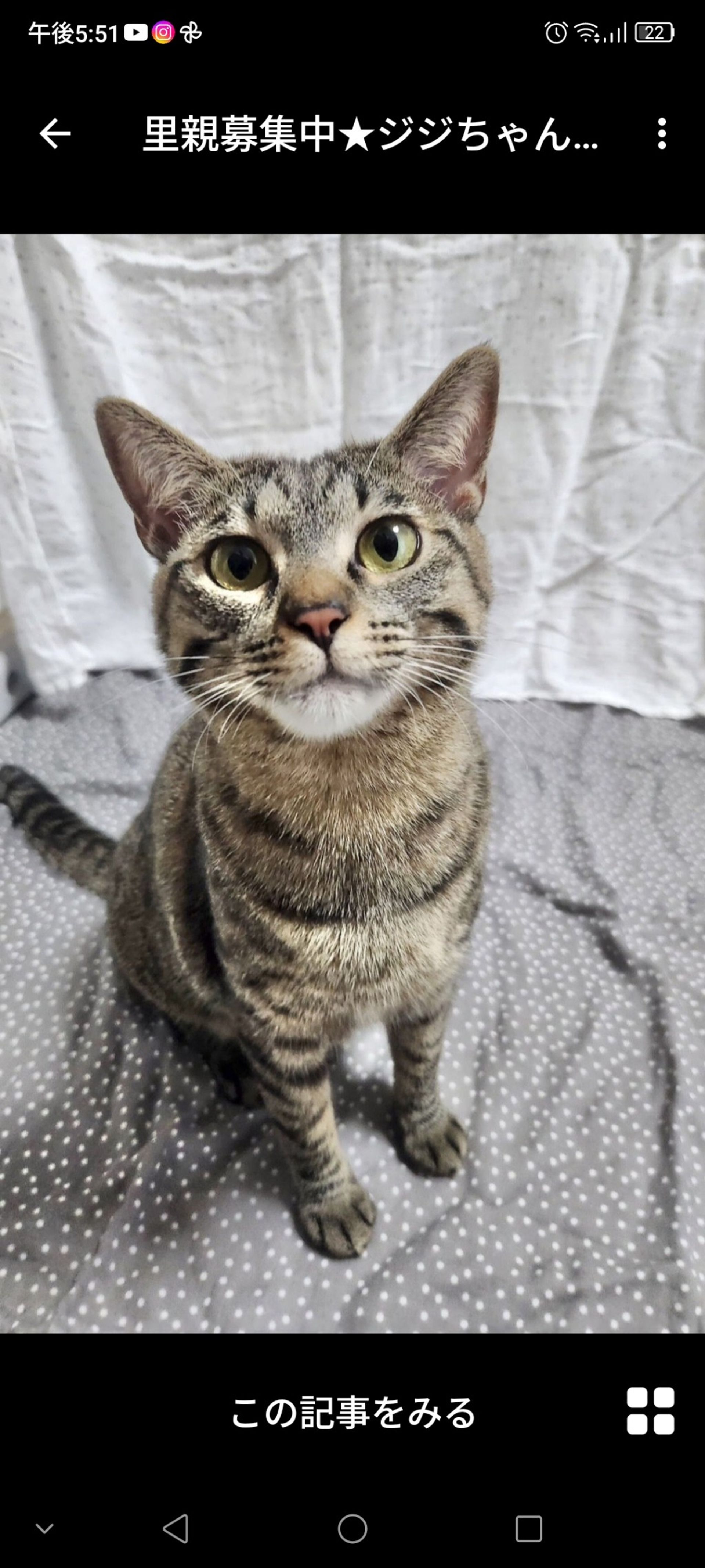 雑種（ミックス猫）・メスの里親募集の写真