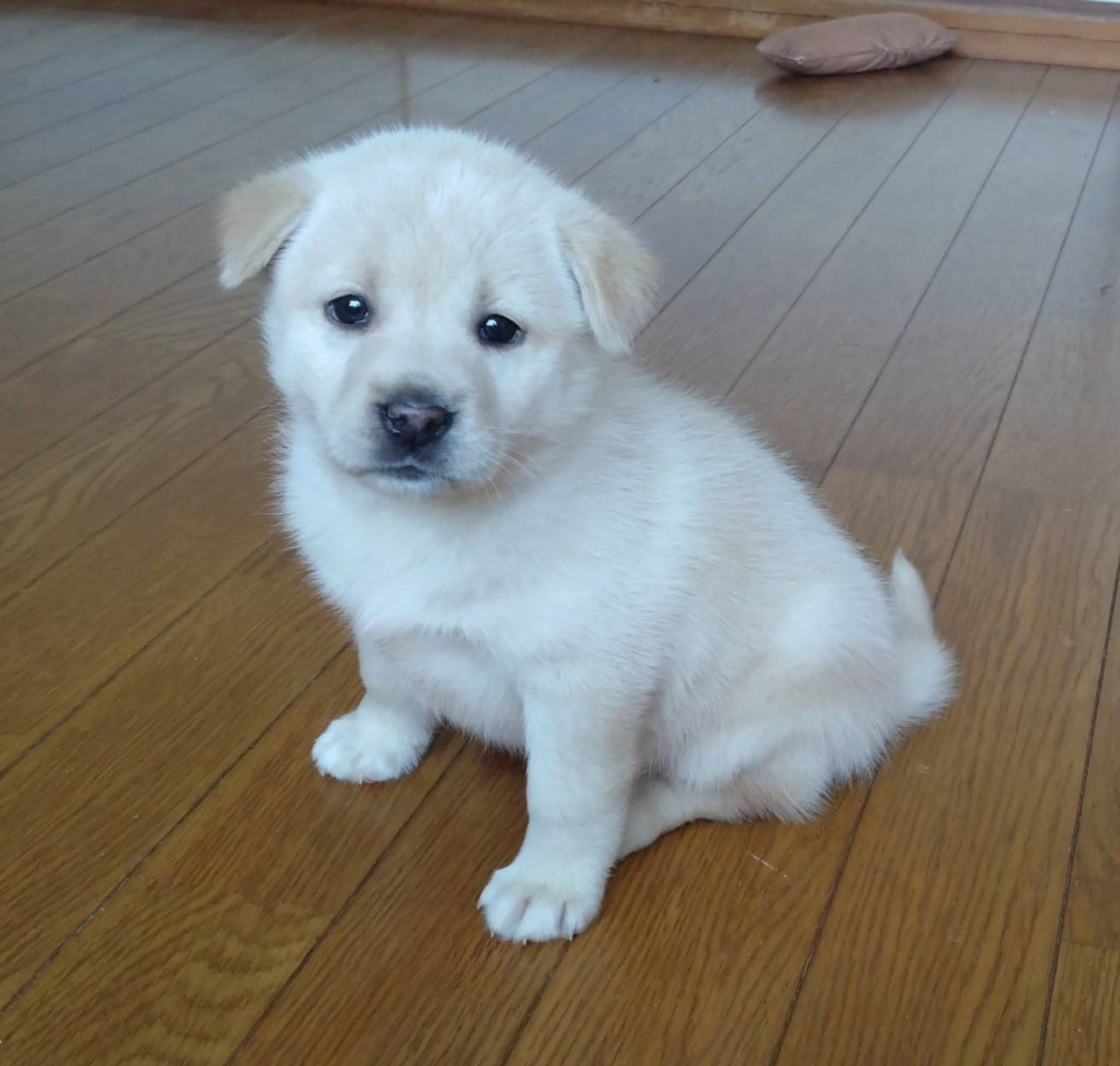 pet-image-2
