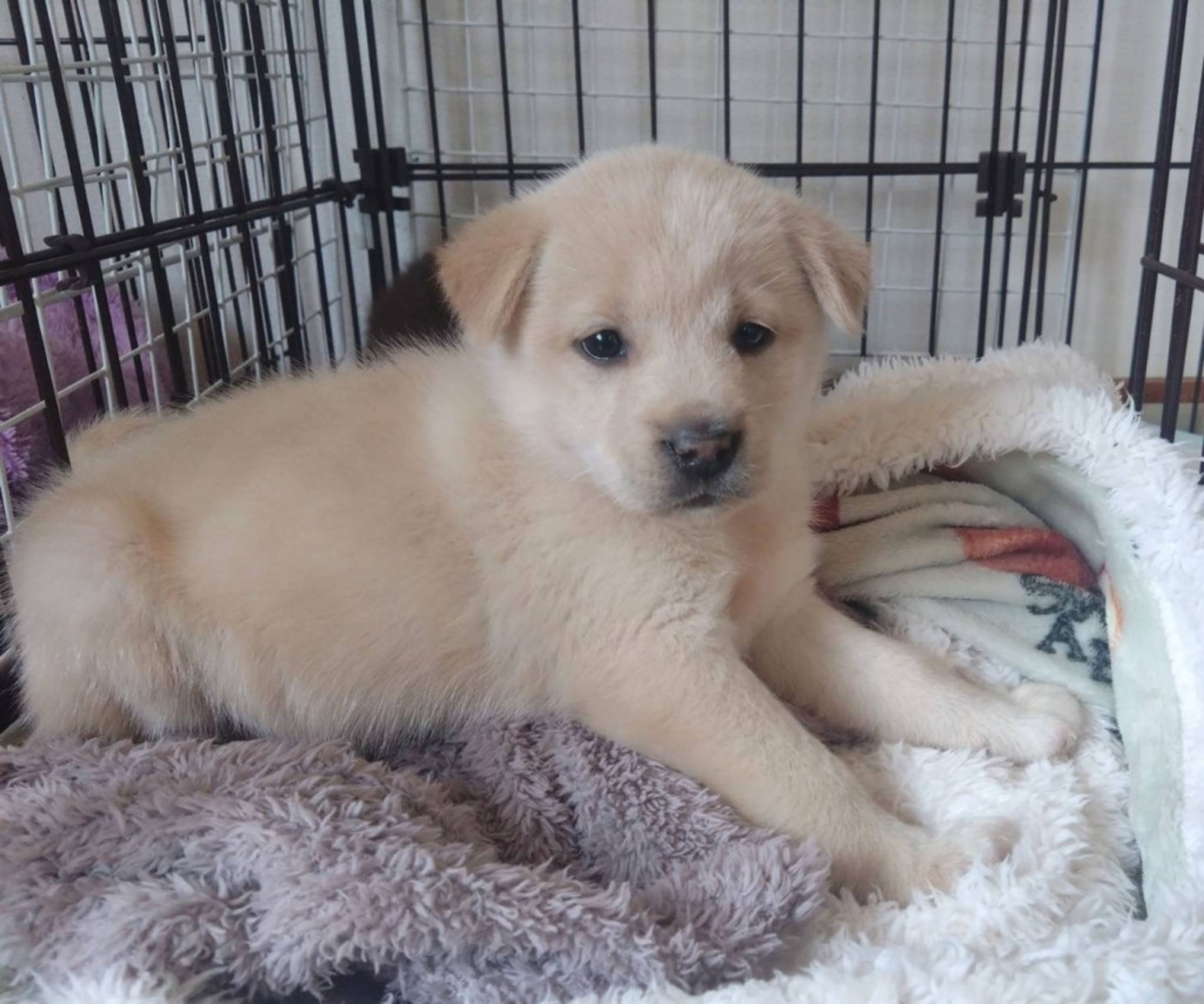 pet-image-4