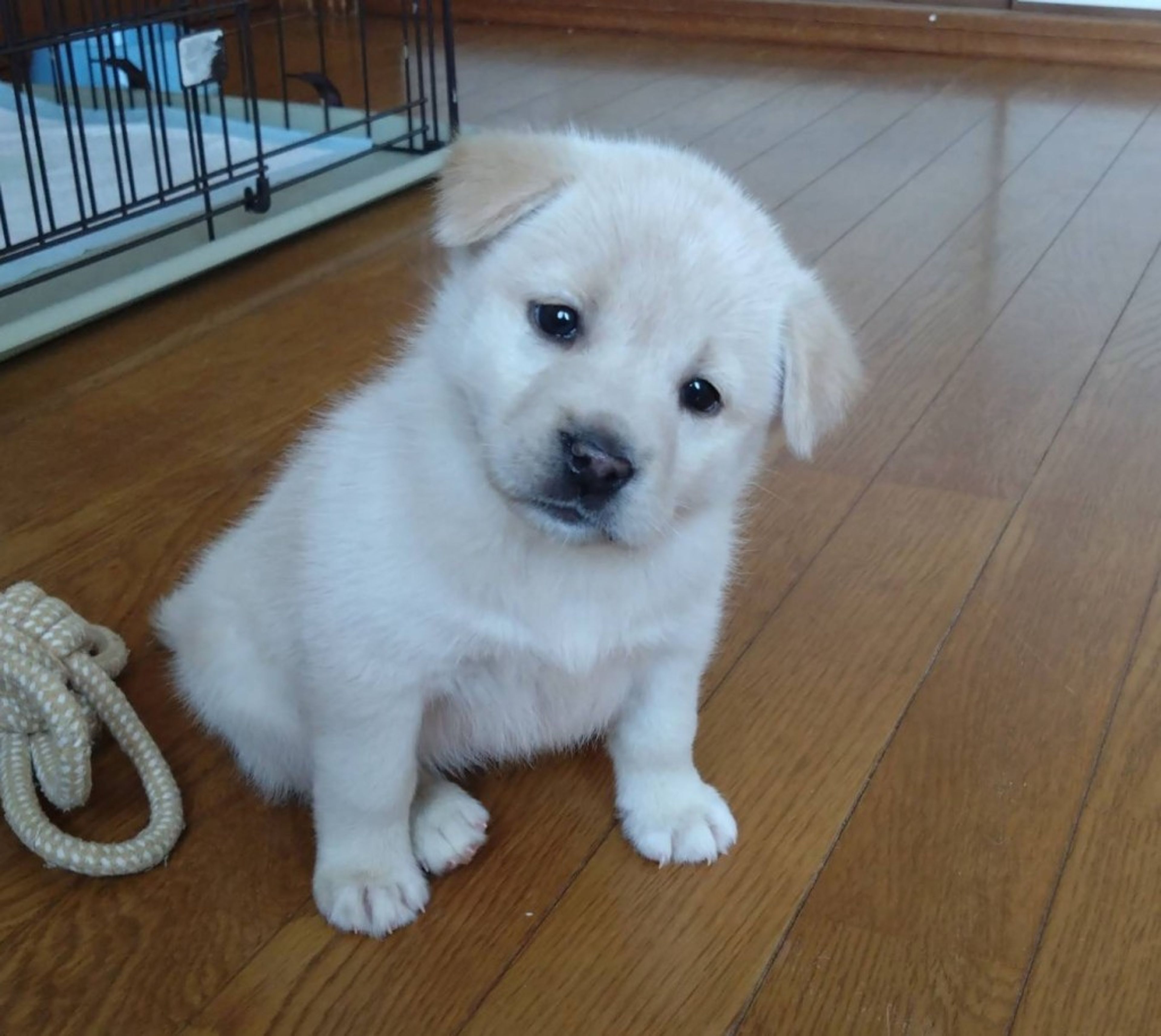 雑種（ミックス犬）・メスの里親募集の写真