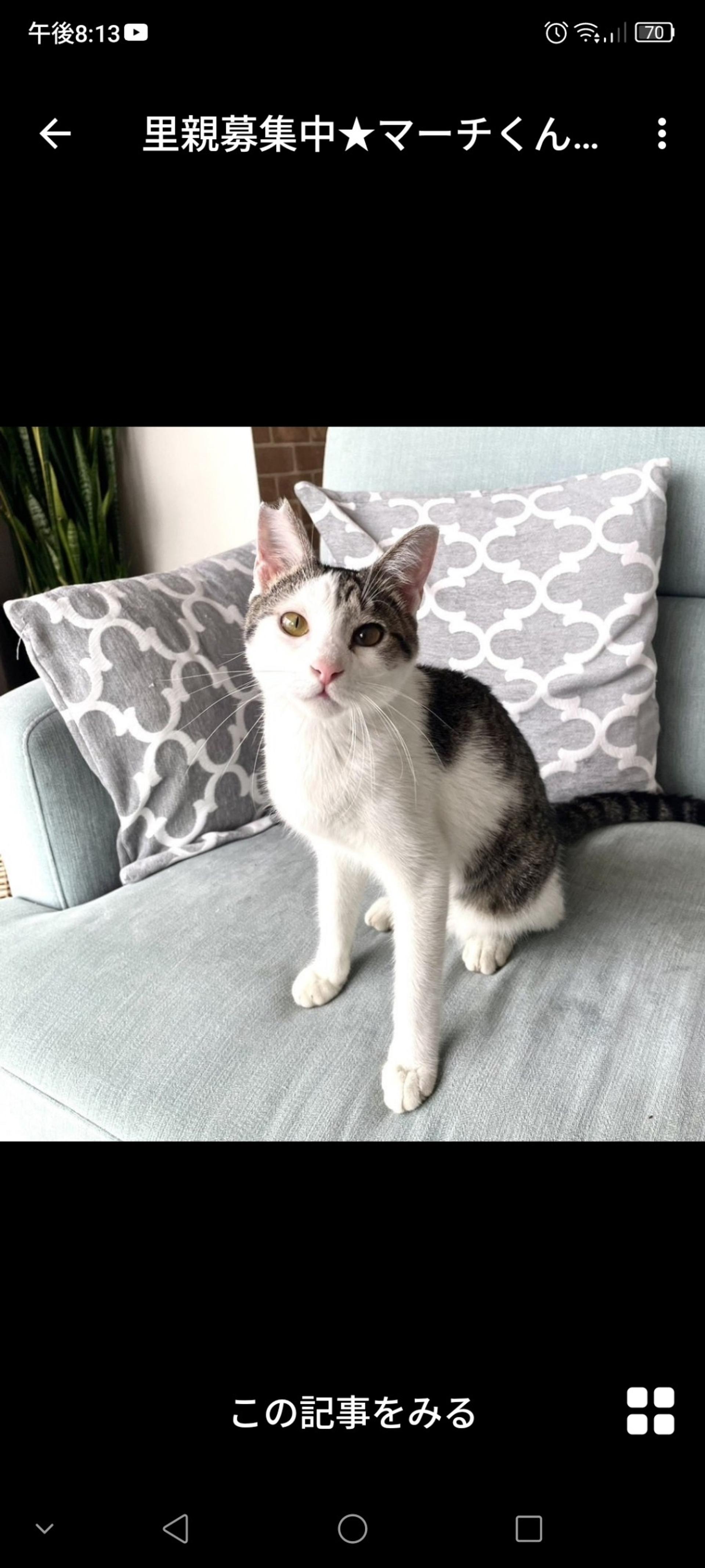 pet-image-3