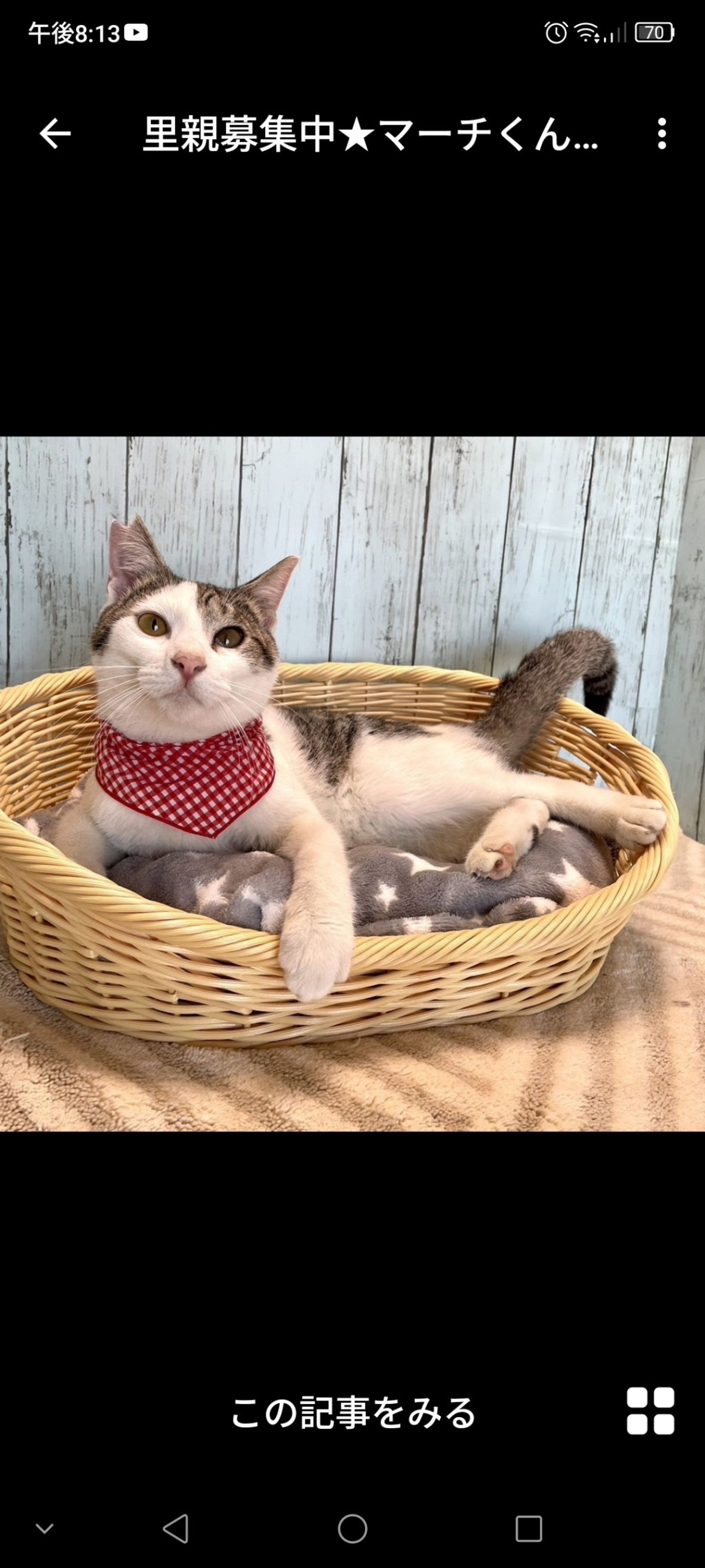 雑種（ミックス猫）・オスの里親募集の写真