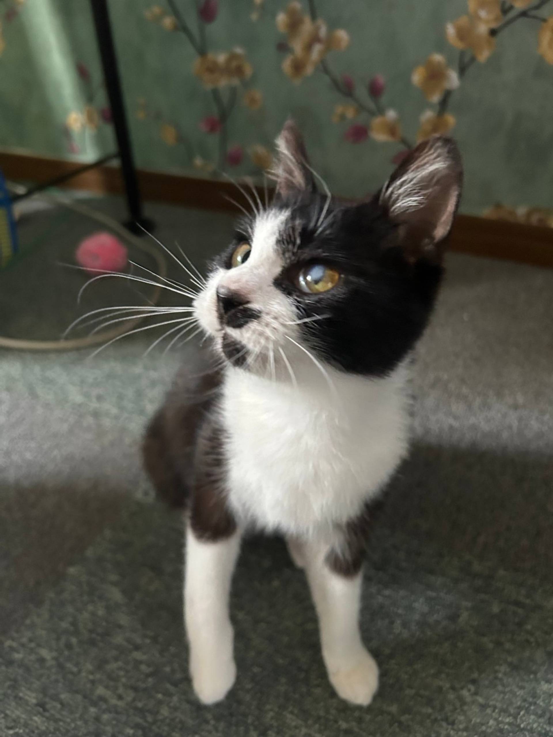 雑種（ミックス猫）・メスの里親募集の写真