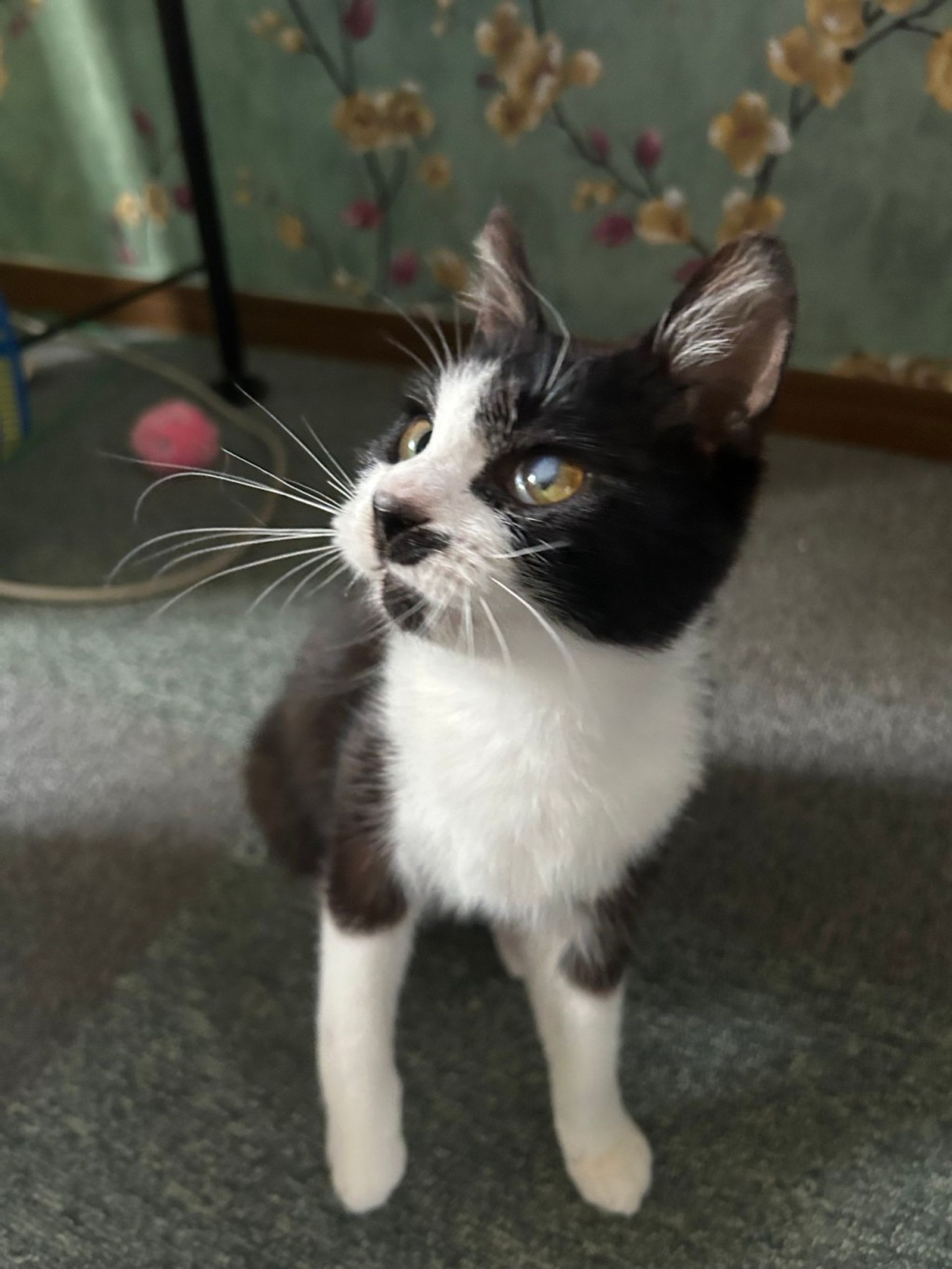 雑種（ミックス猫）・メスの里親募集の写真