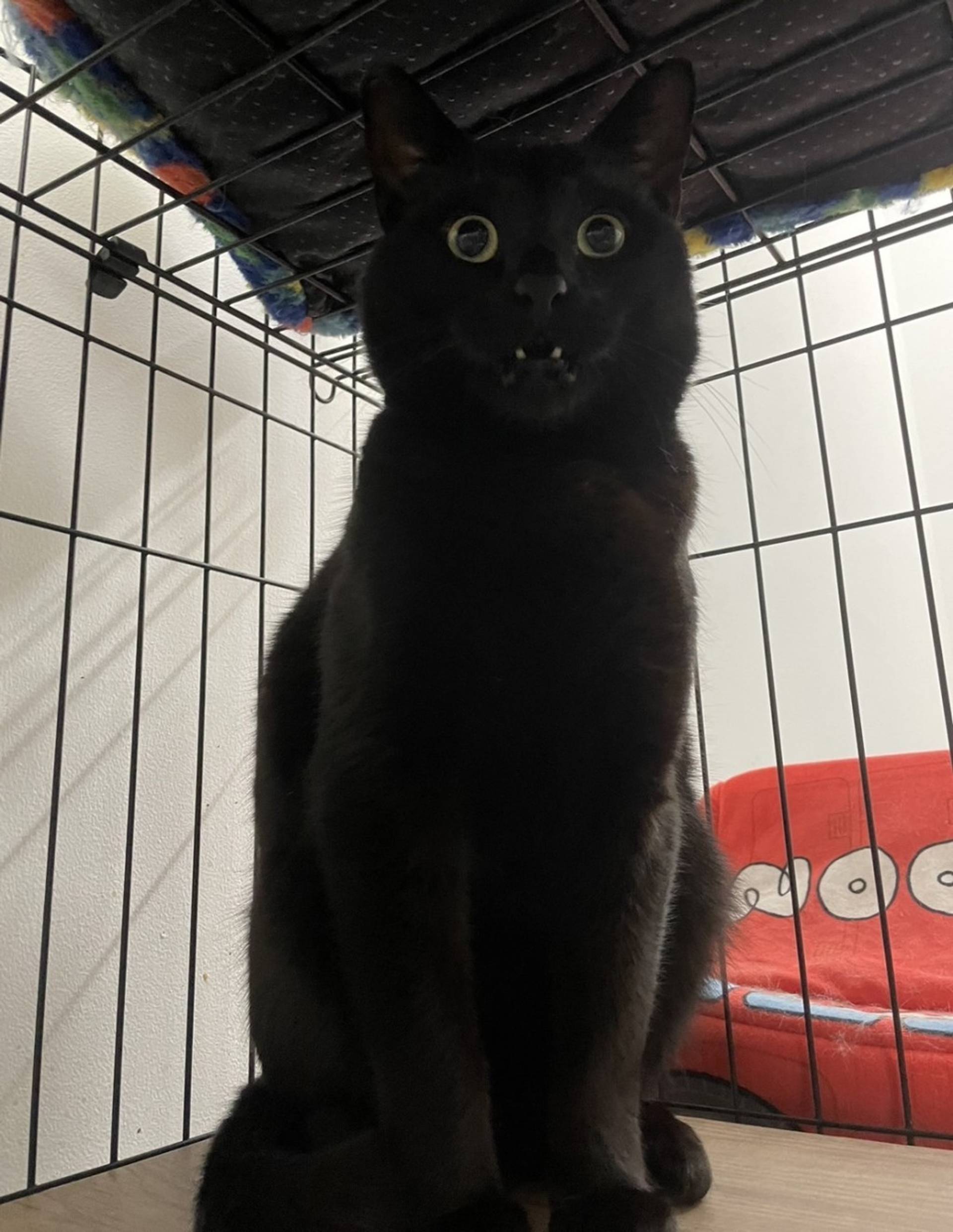 雑種（ミックス猫）・オスの里親募集の写真