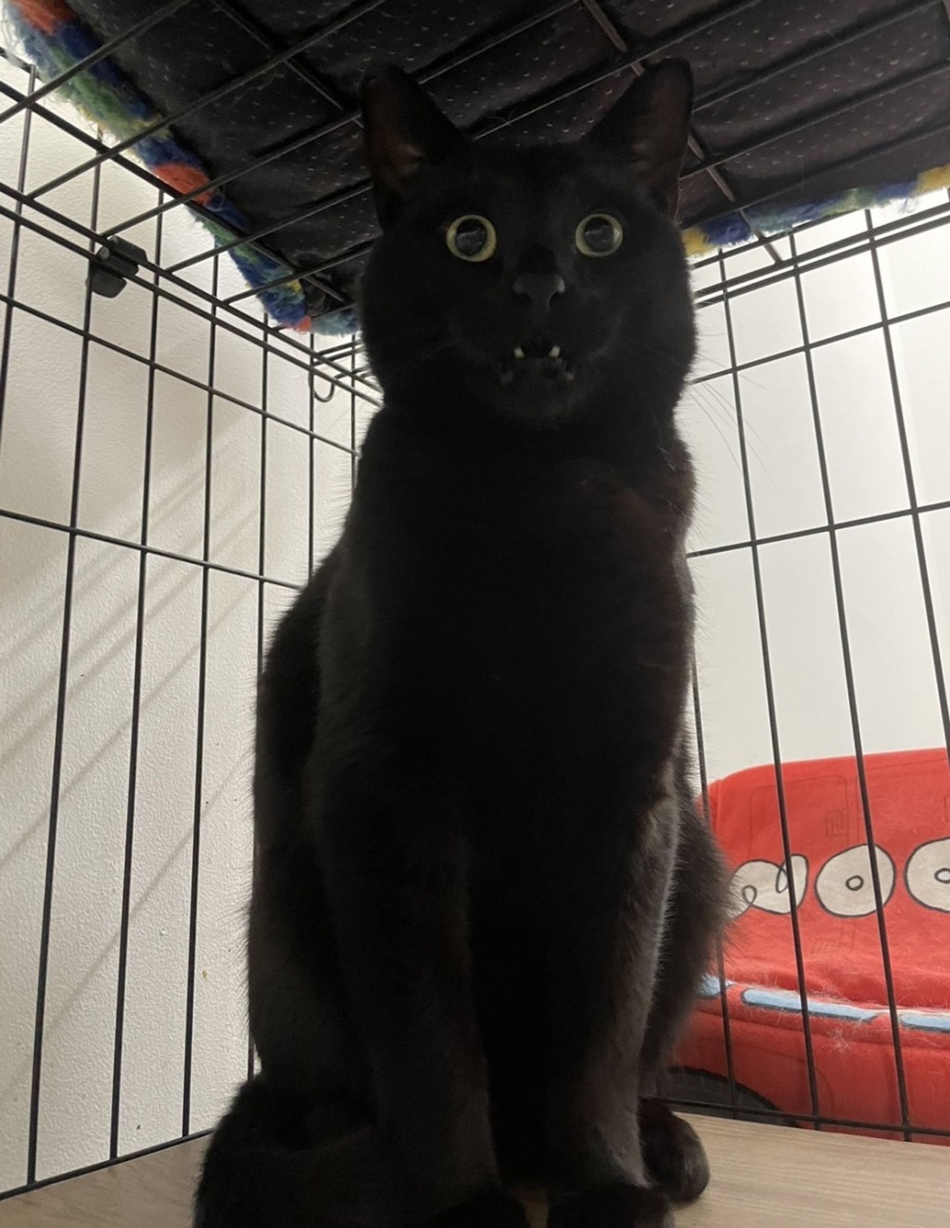 雑種（ミックス猫）・オスの里親募集の写真