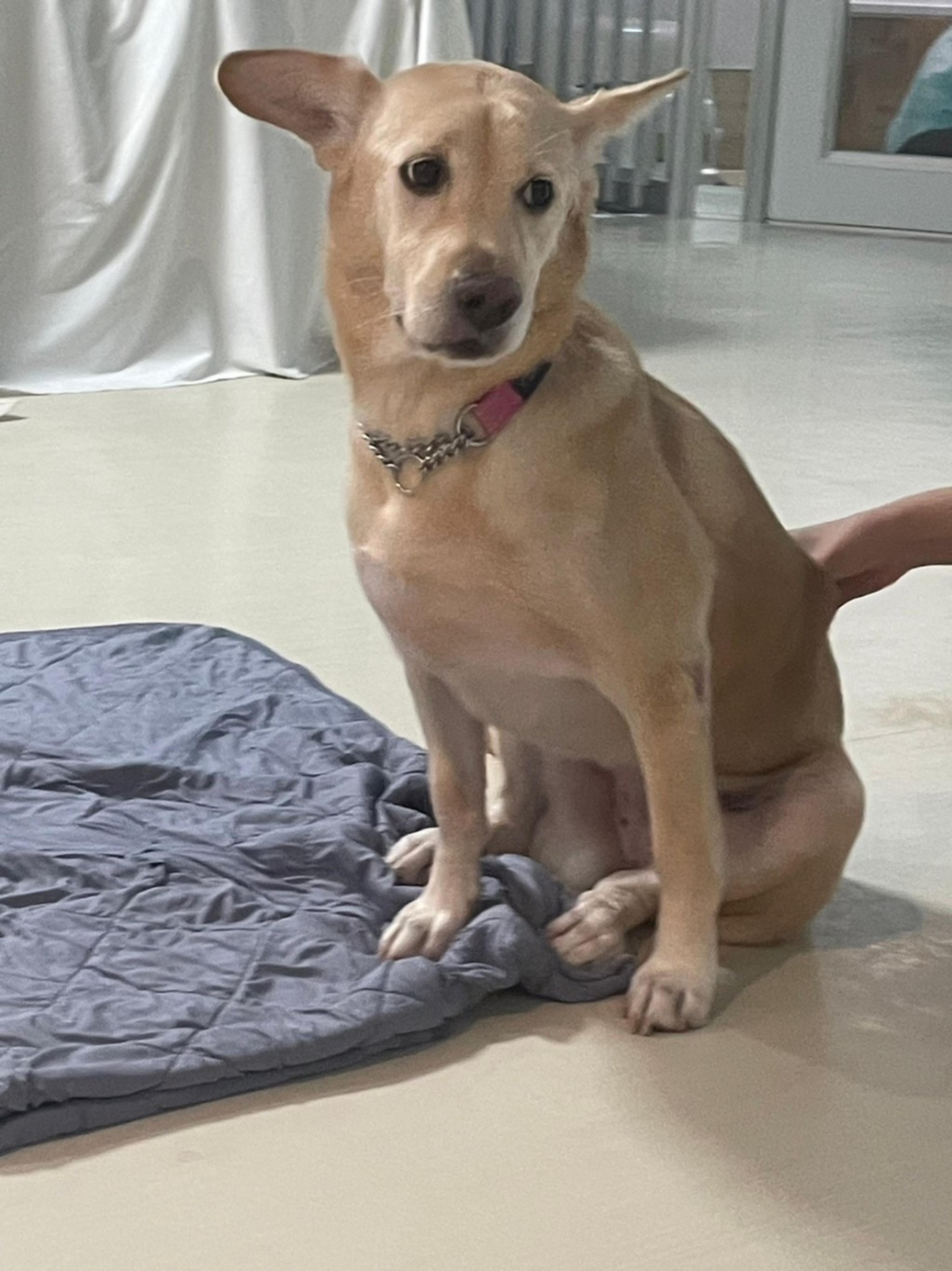 pet-image-2