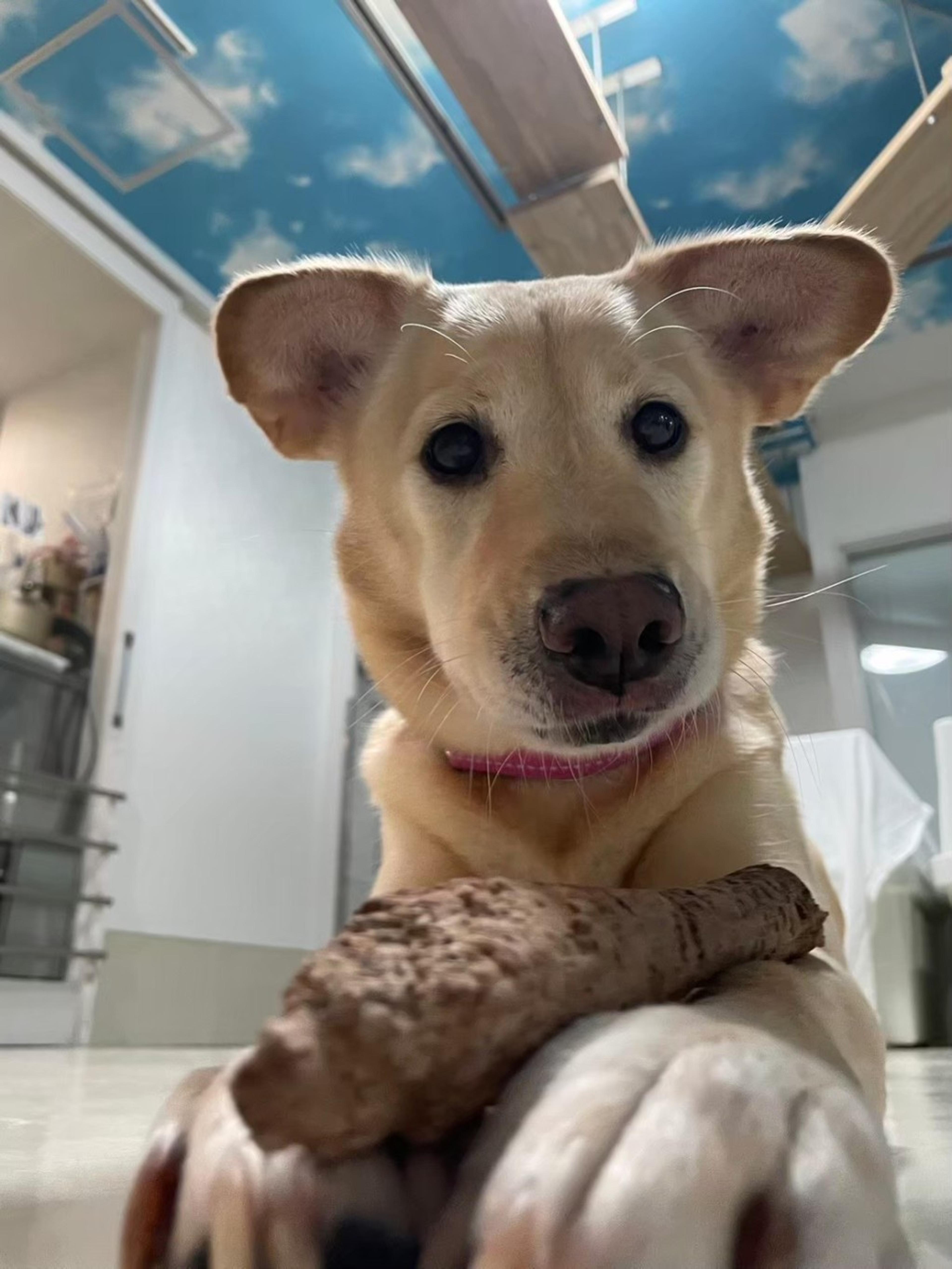 pet-image-3