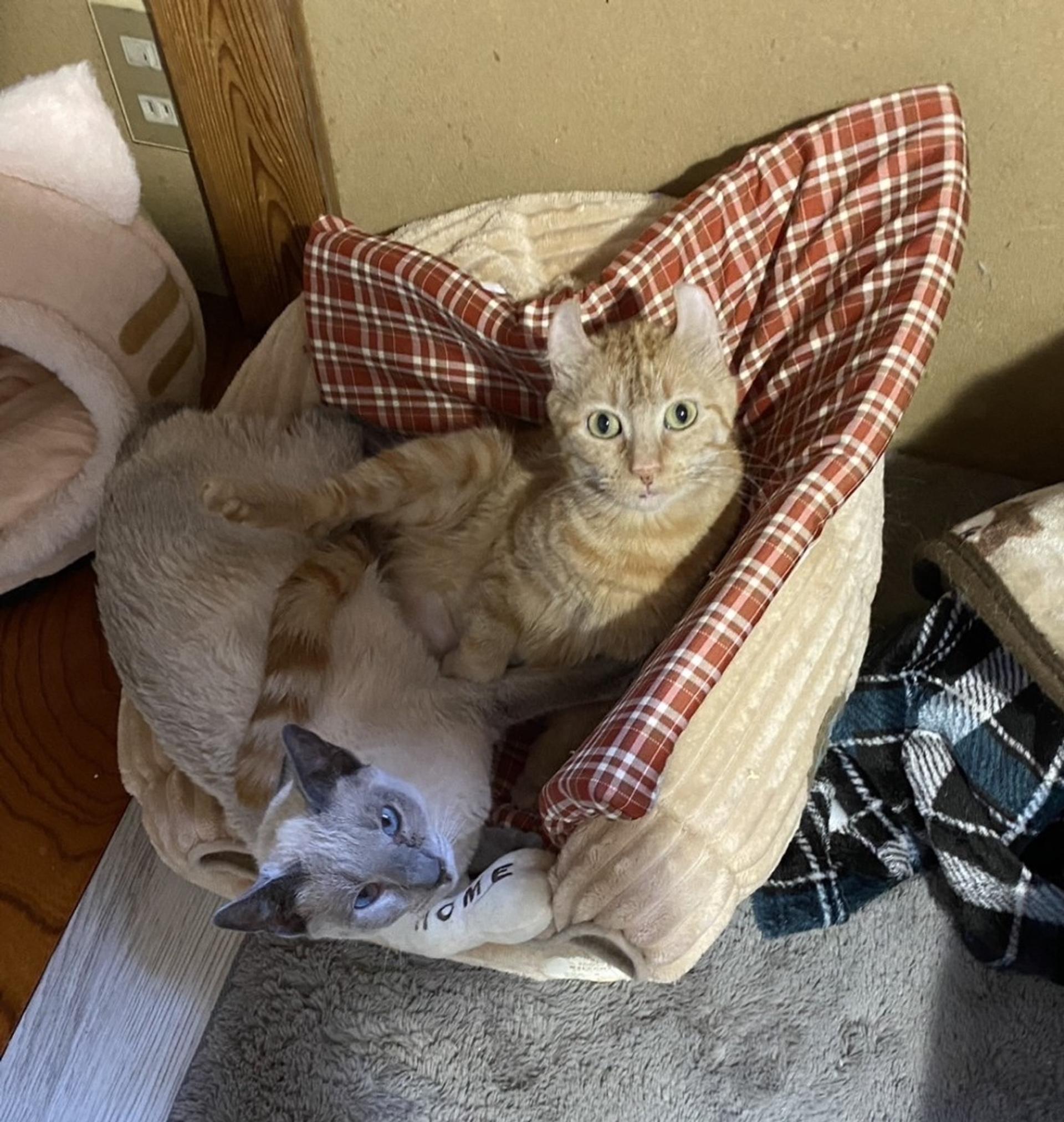 pet-image-7
