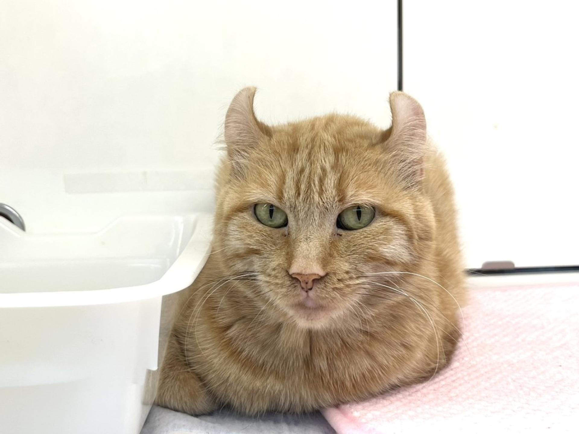 pet-image-3