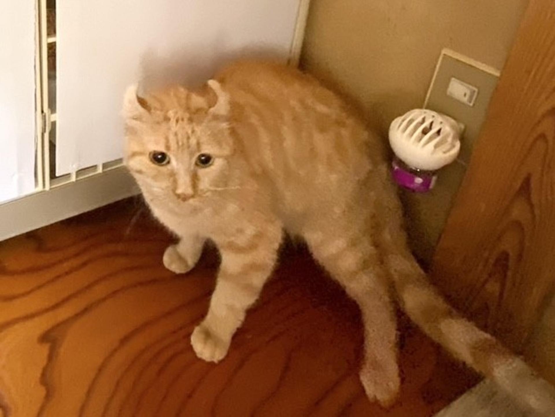 pet-image-5