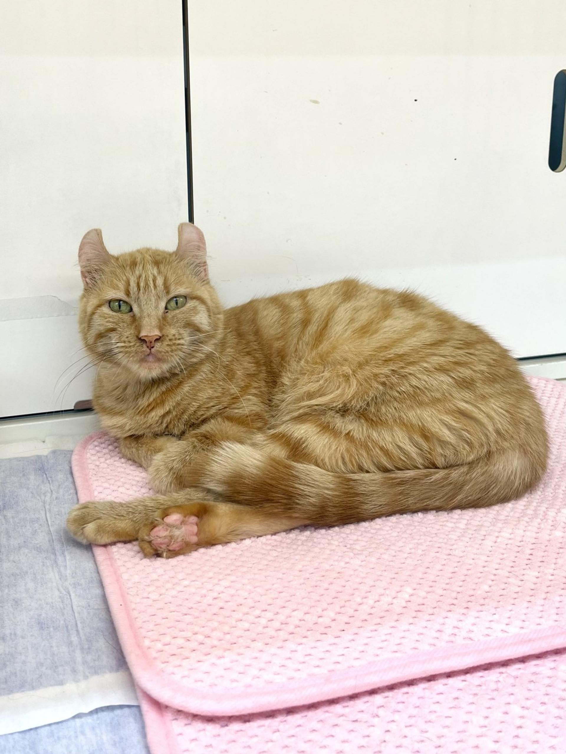 pet-image-4