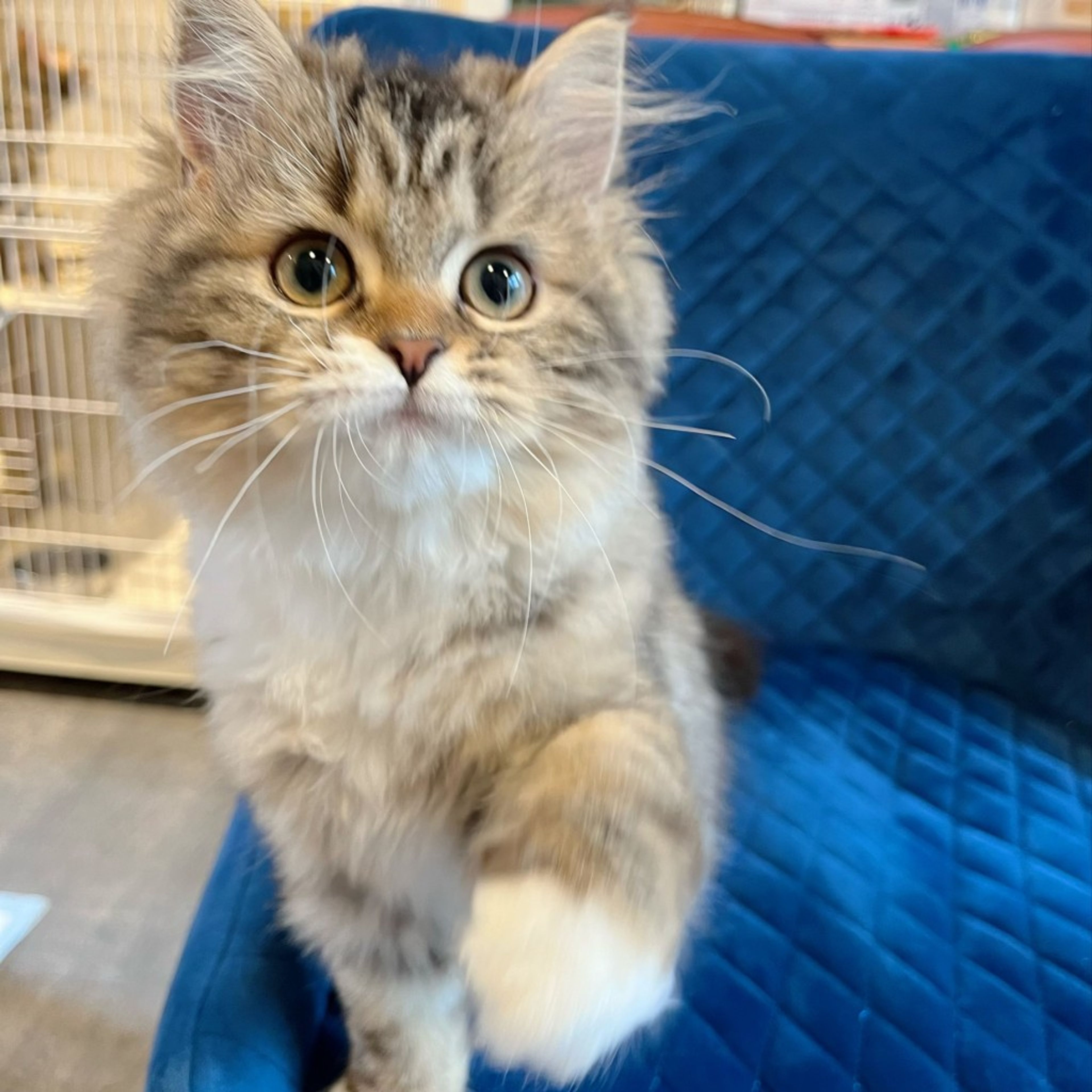 pet-image-4