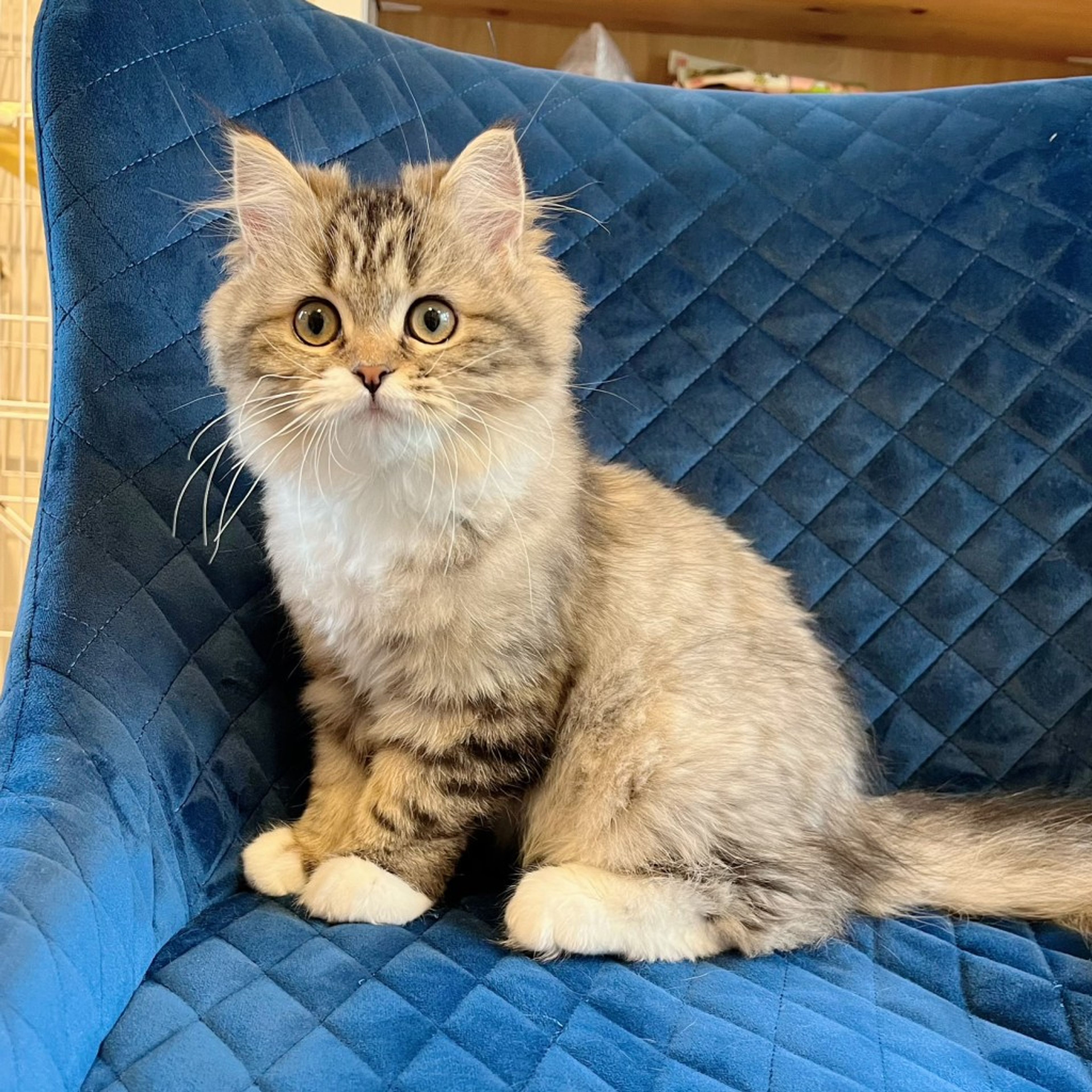 pet-image-2
