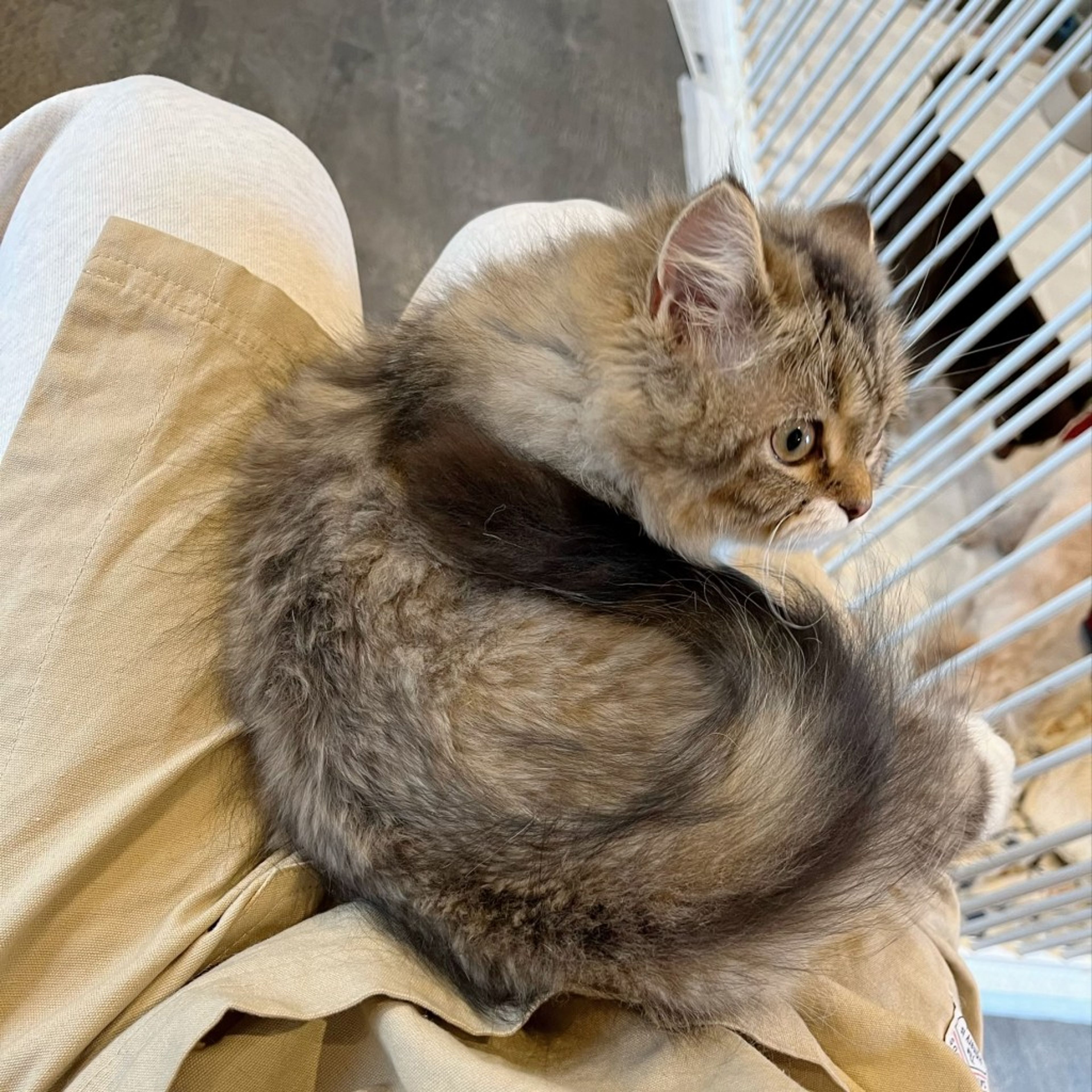 pet-image-7
