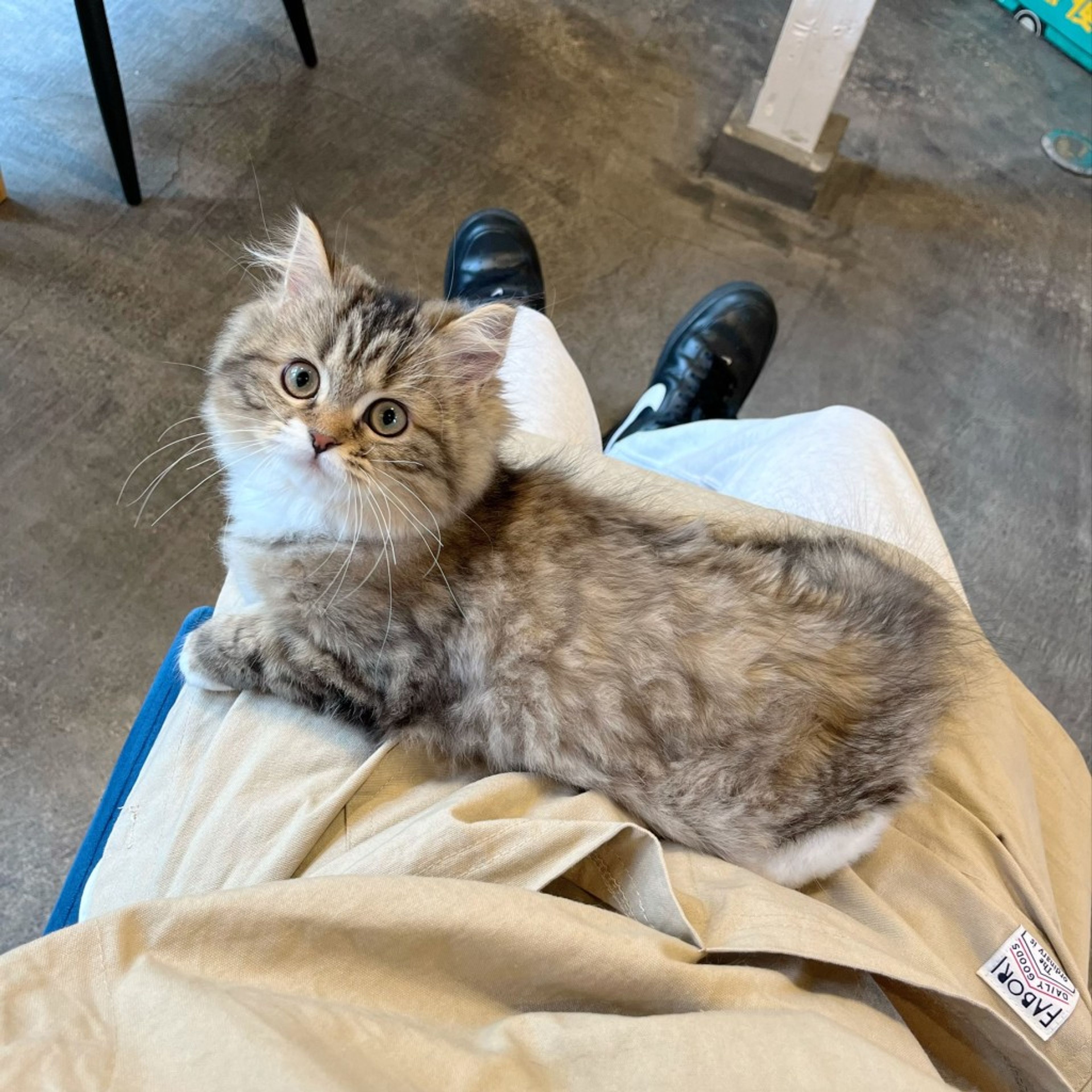 pet-image-6