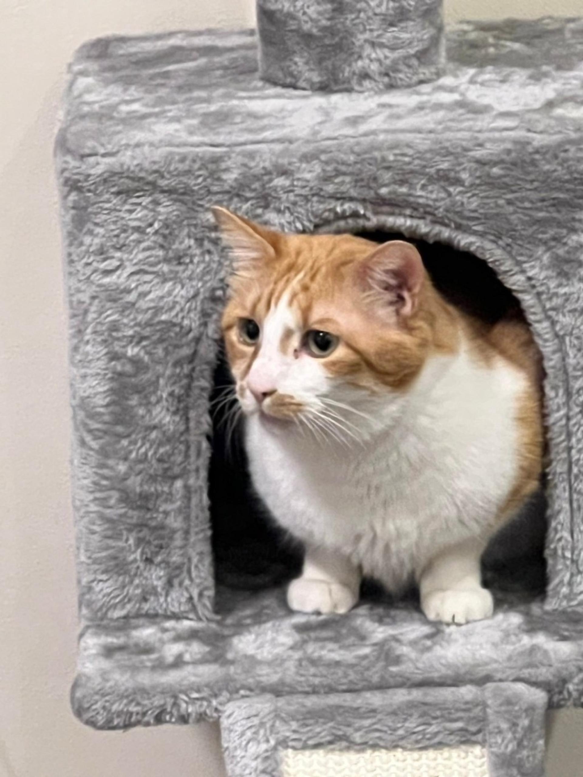 pet-image-9