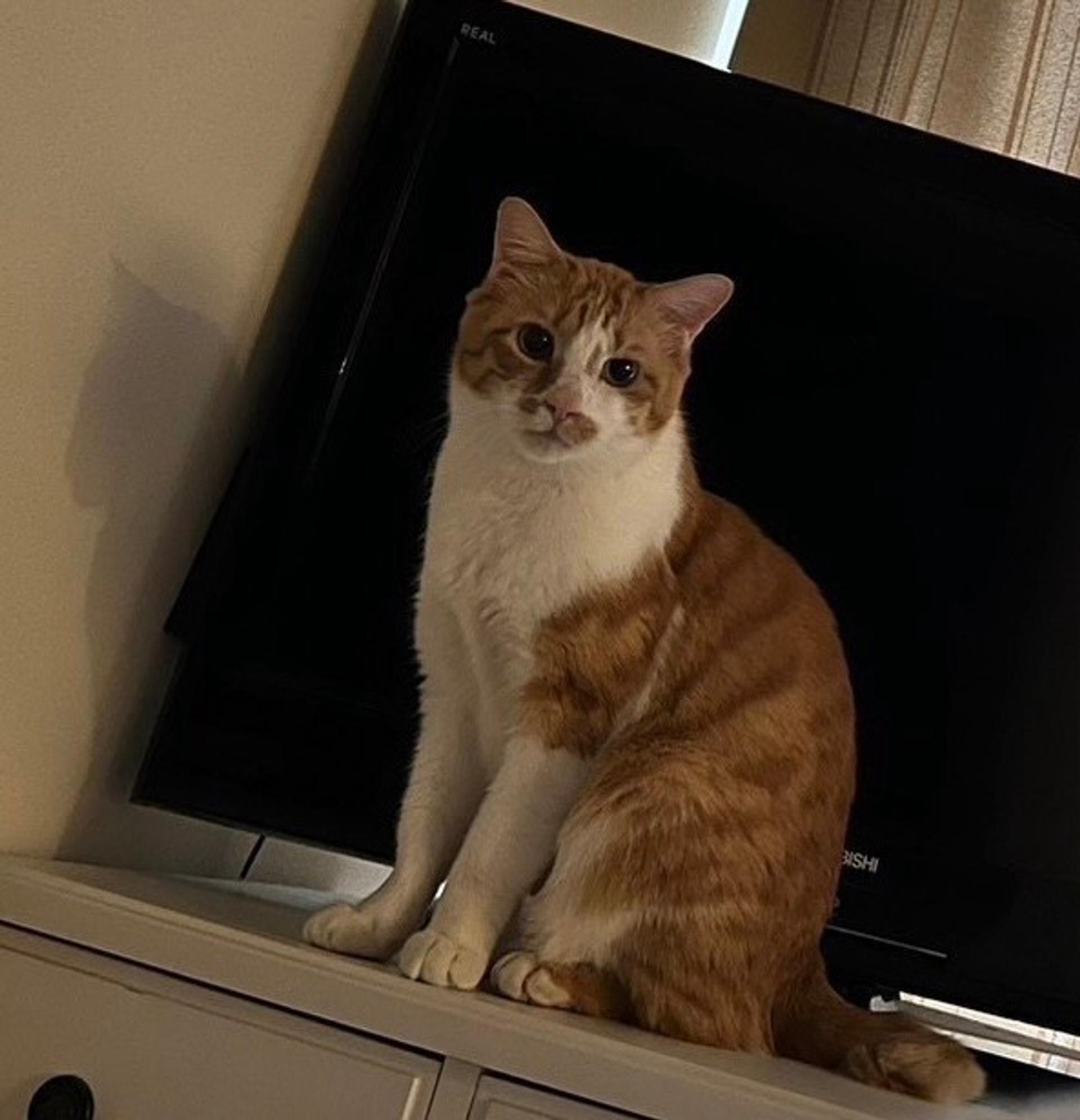 pet-image-10