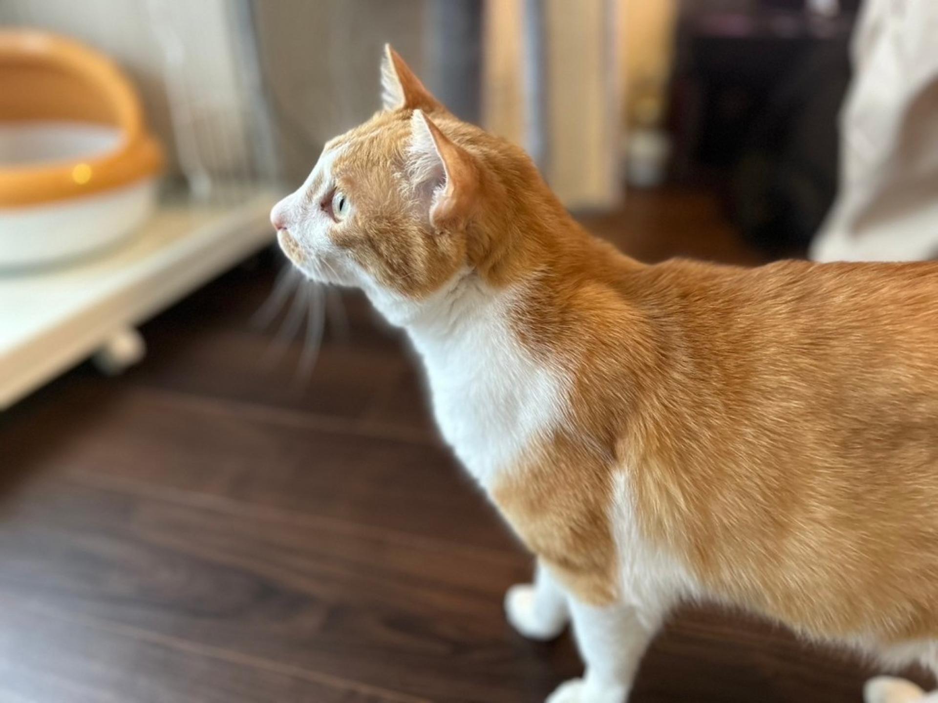 pet-image-5
