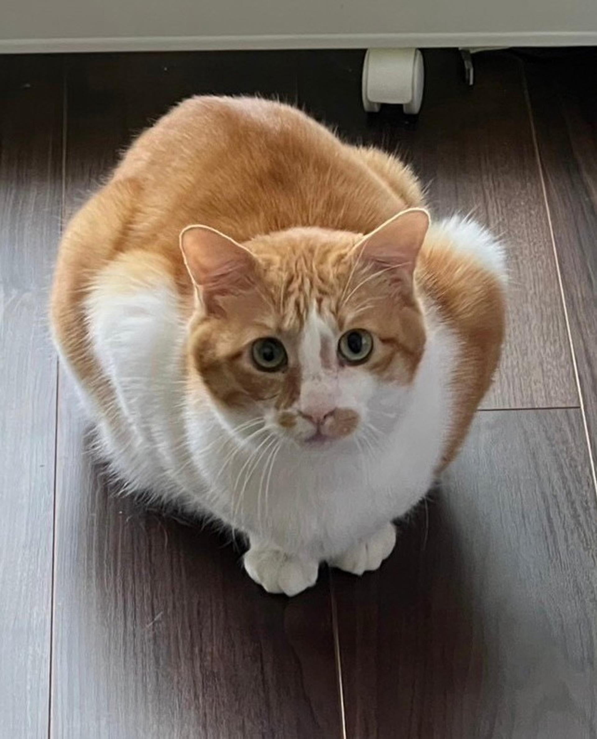 pet-image-7