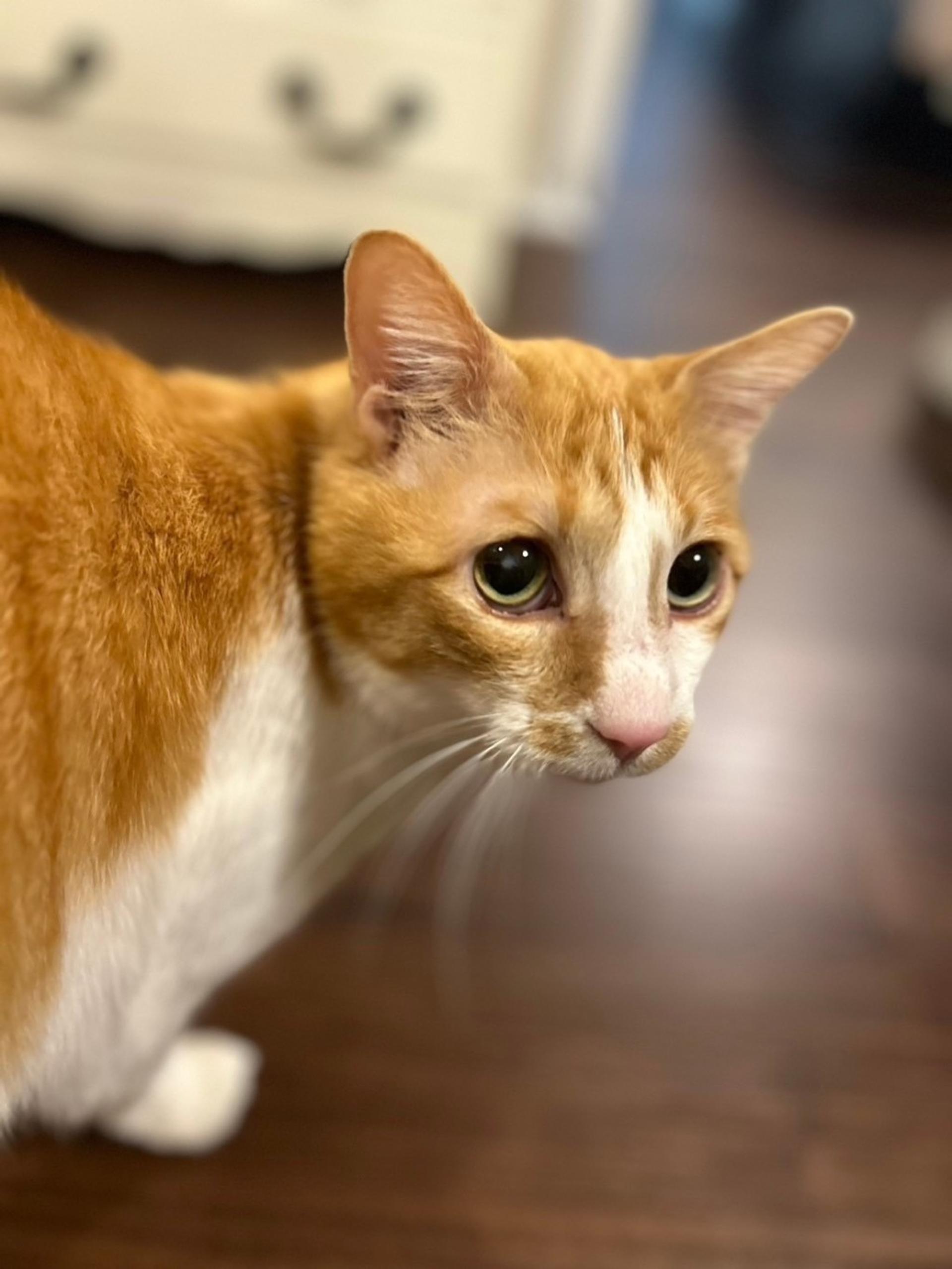 pet-image-3