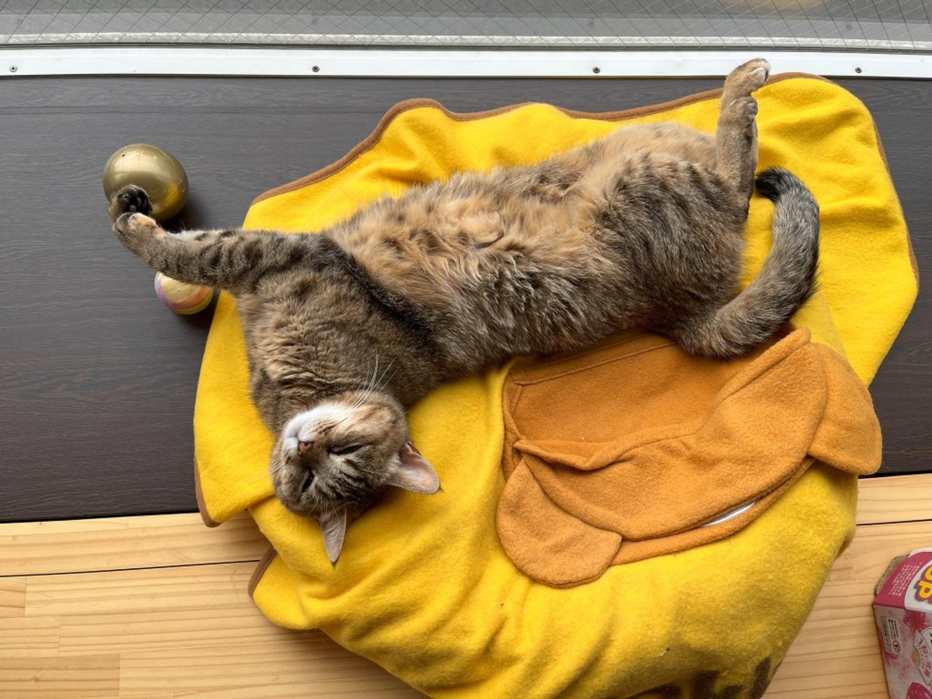 pet-image-5