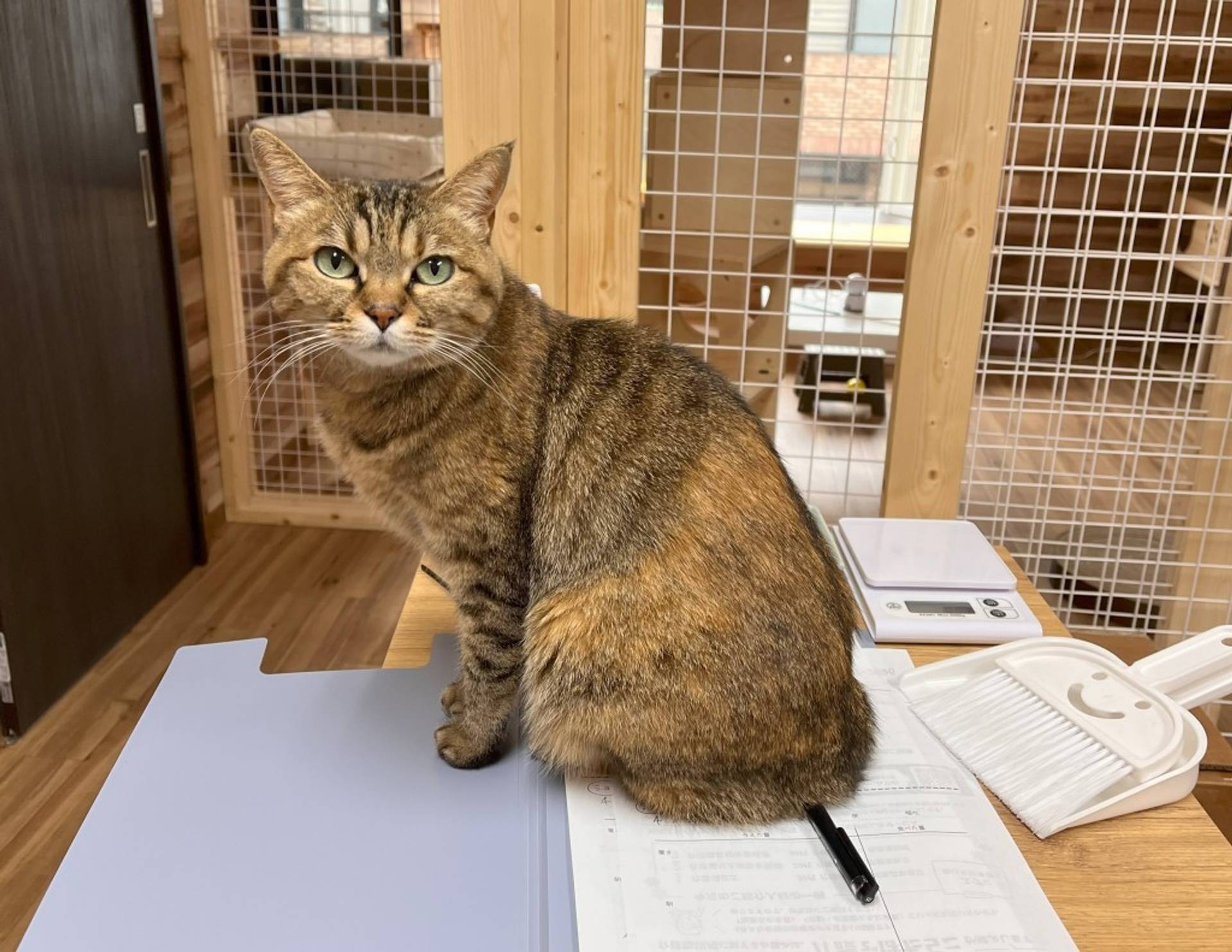 雑種（ミックス猫）・メスの里親募集の写真