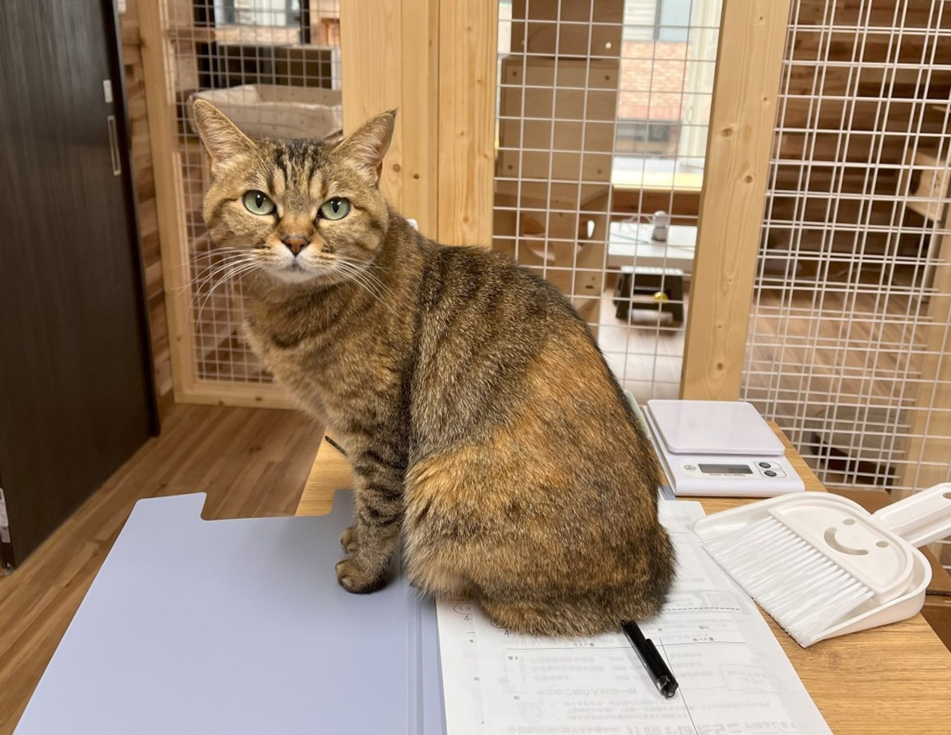 雑種（ミックス猫）・メスの里親募集の写真