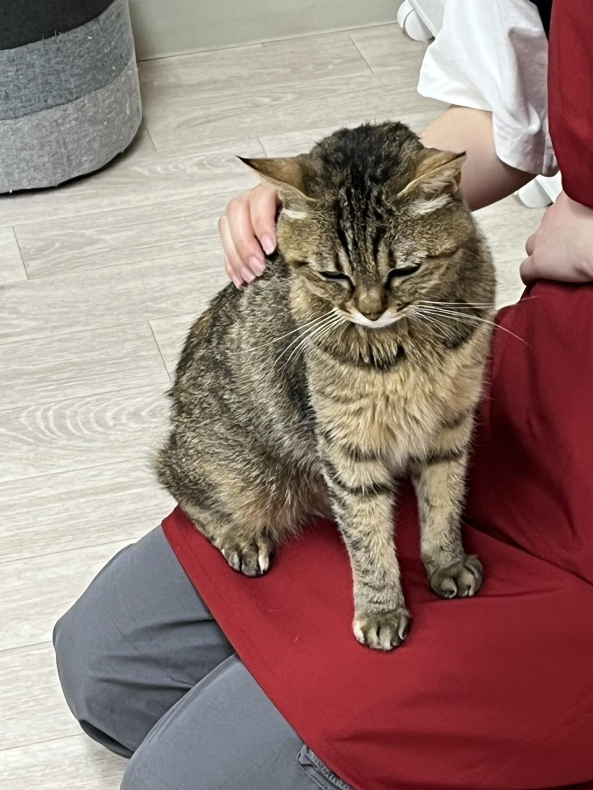pet-image-2