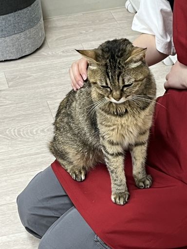 ショウ