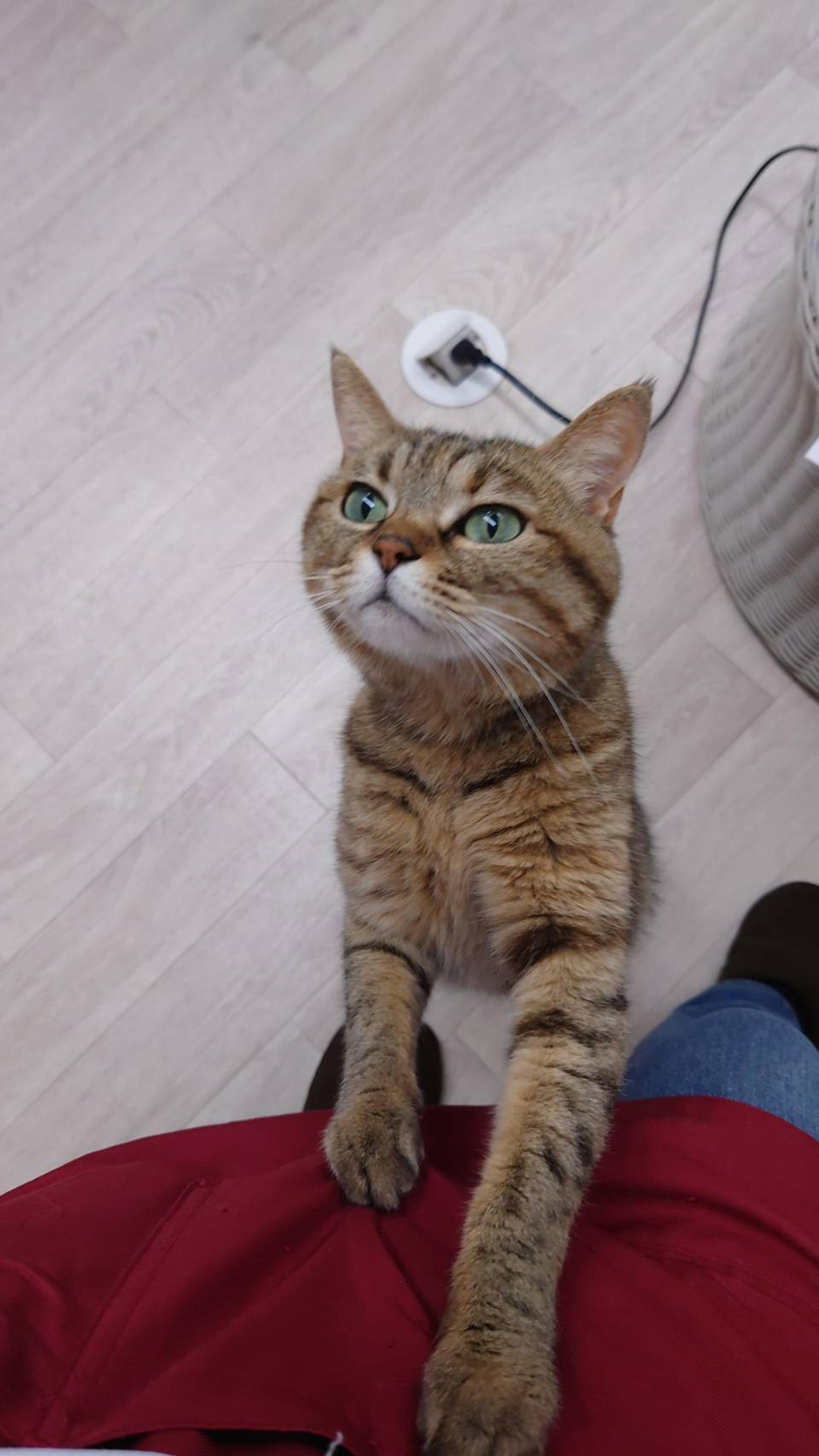 pet-image-4