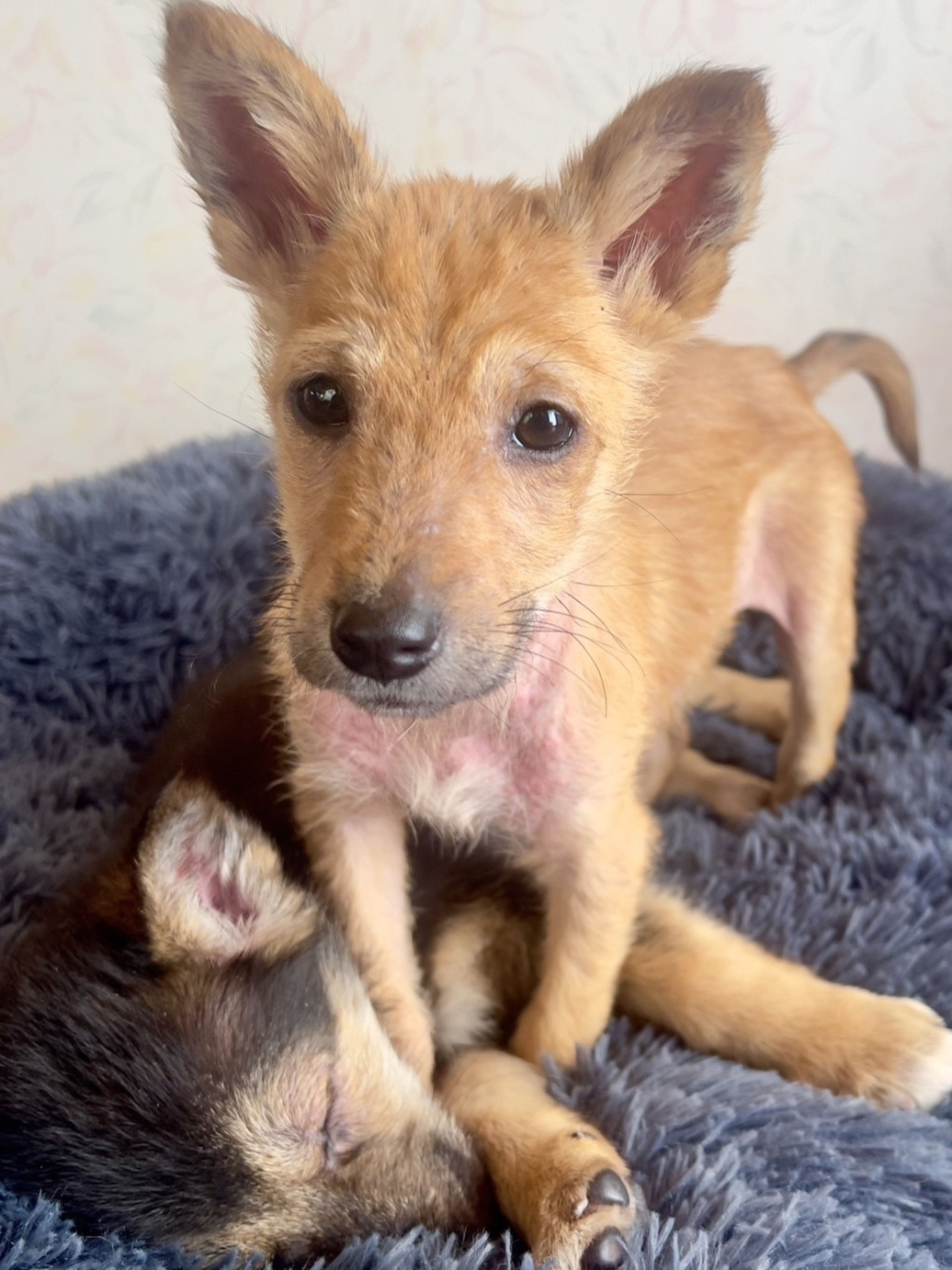 雑種（ミックス犬）・メスの里親募集の写真